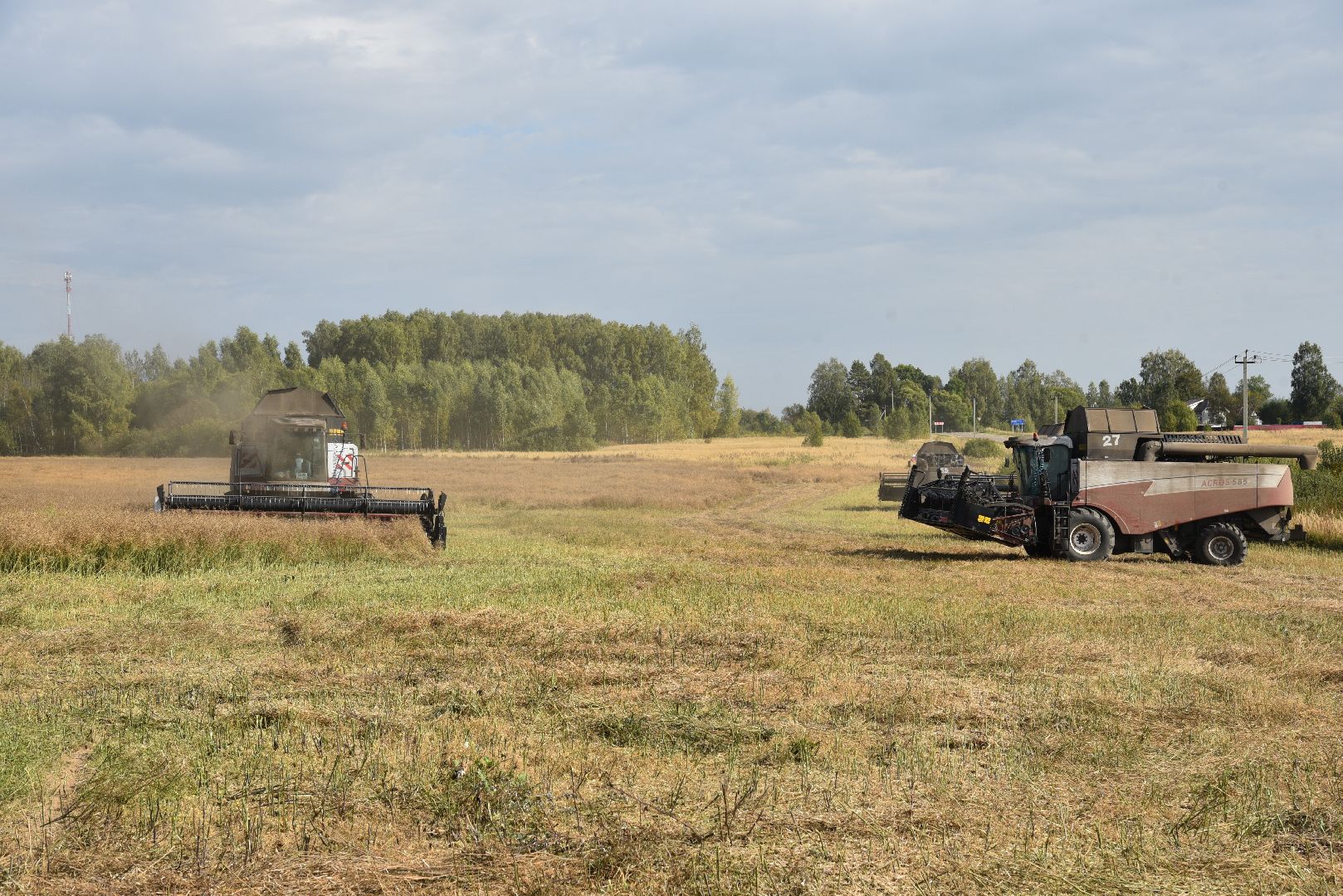 лотошино, сельское хозяйство, урожай 2024, рапс,