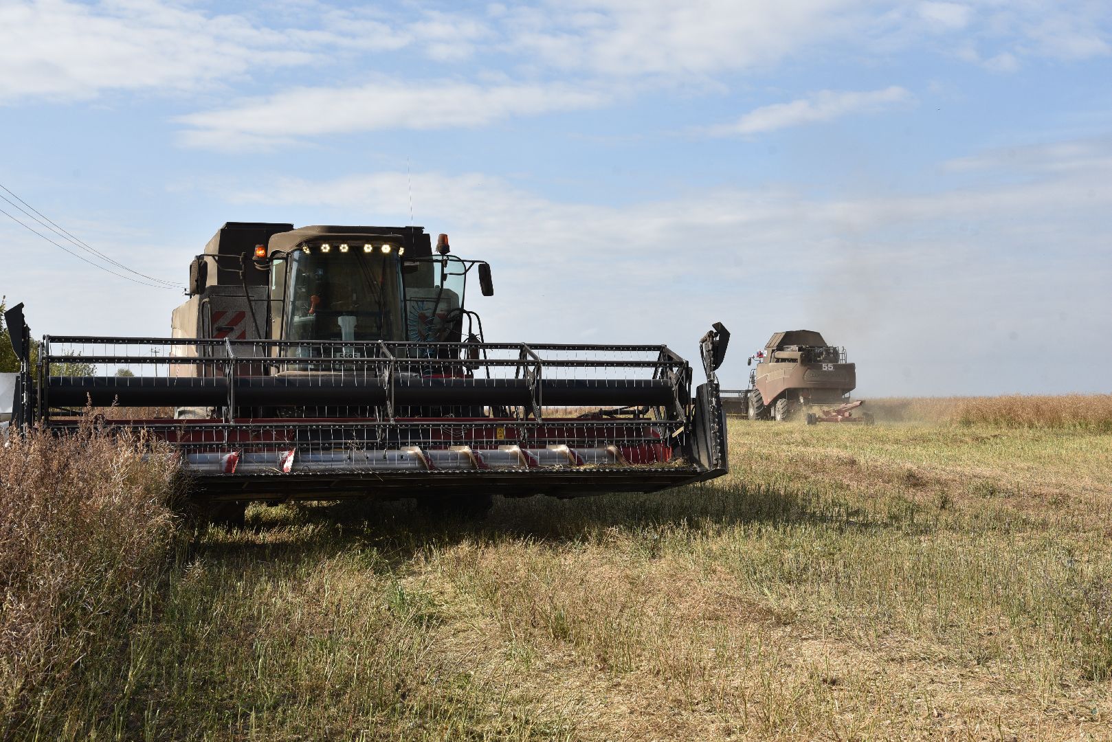 лотошино, сельское хозяйство, урожай 2024, рапс,