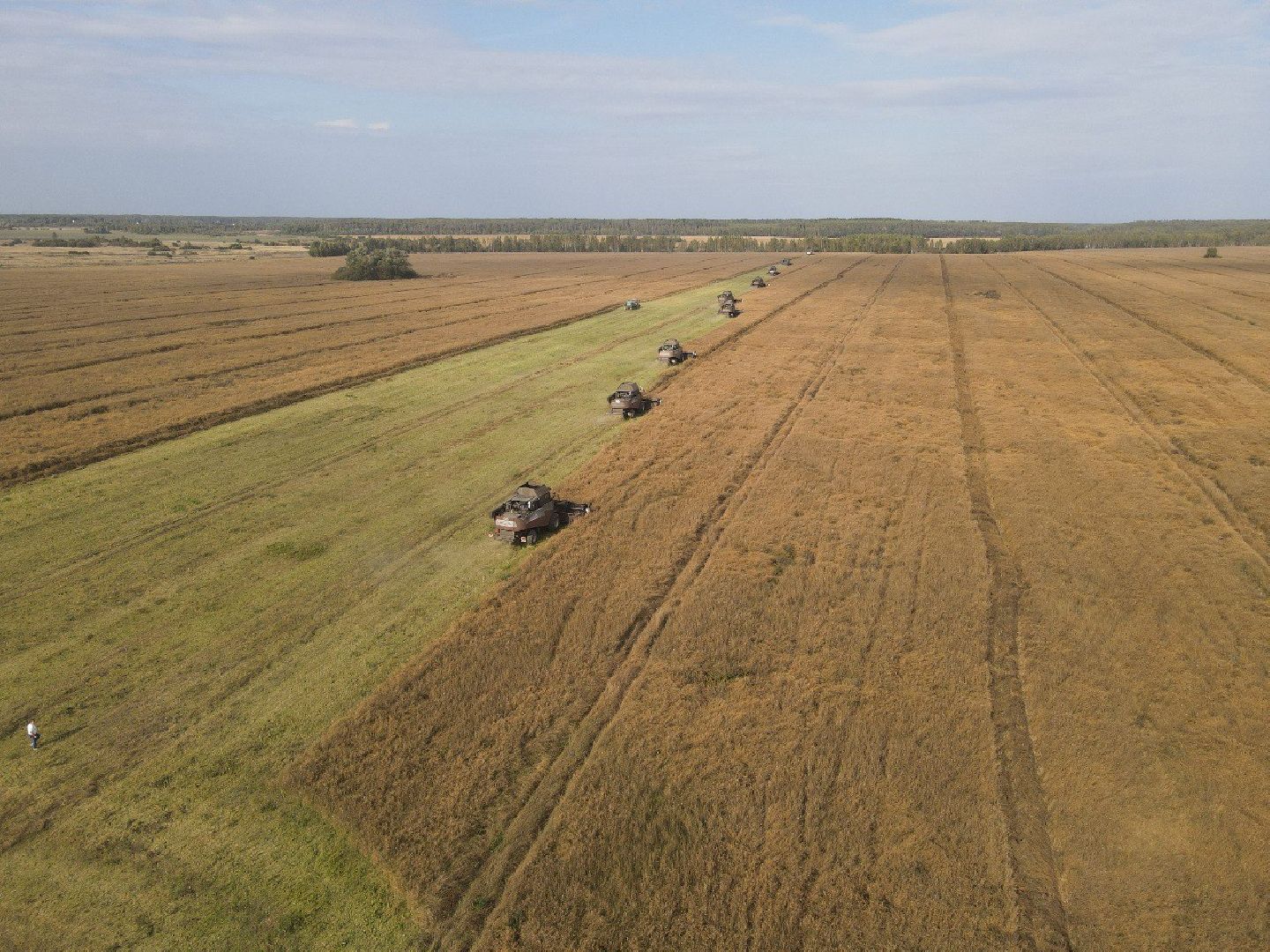 лотошино, сельское хозяйство, урожай 2024, рапс,