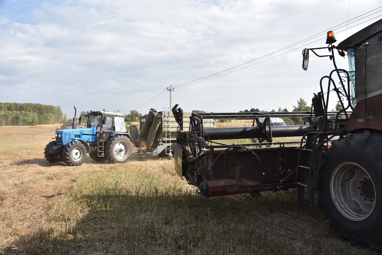 лотошино, сельское хозяйство, урожай 2024, рапс,