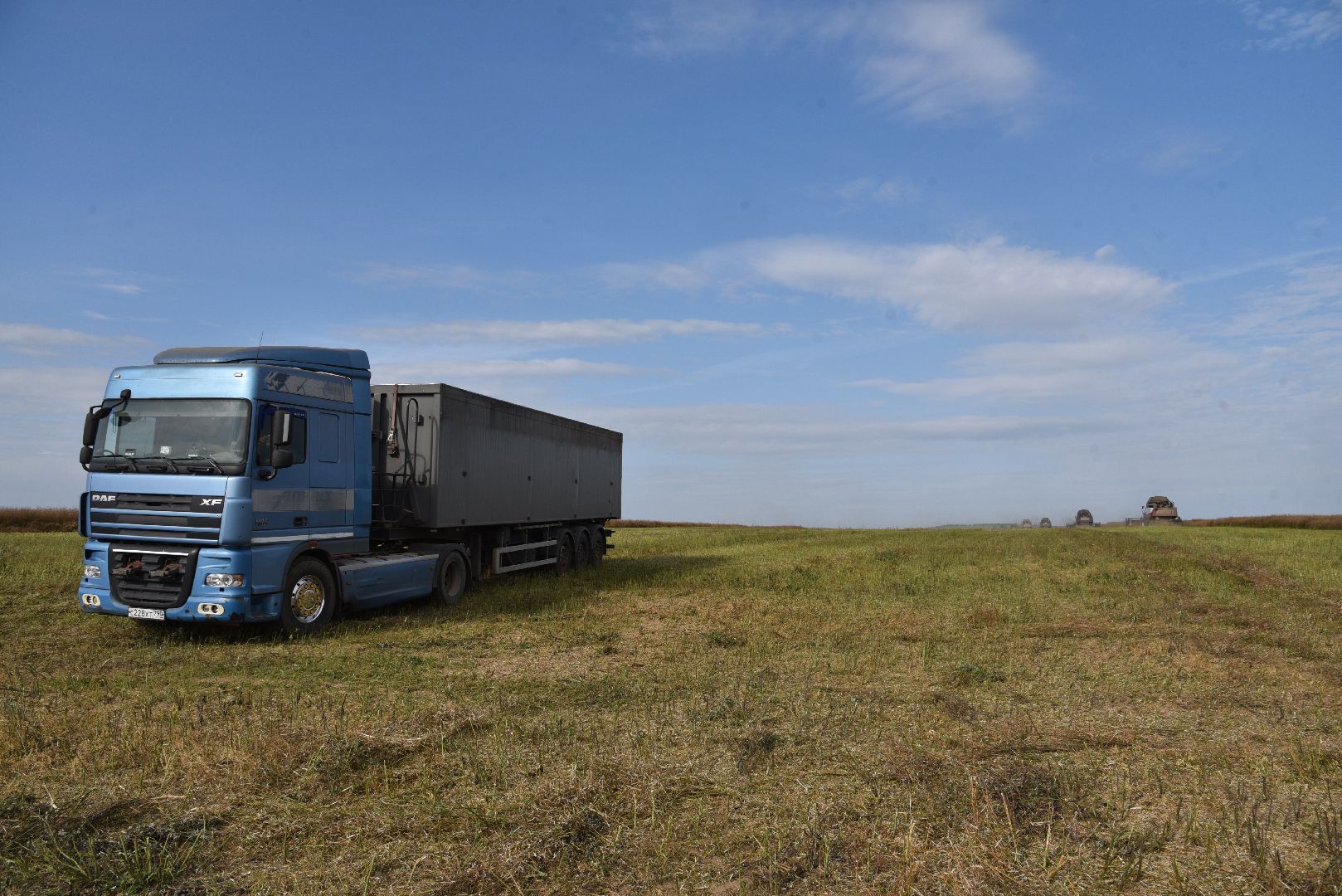 лотошино, сельское хозяйство, урожай 2024, рапс,