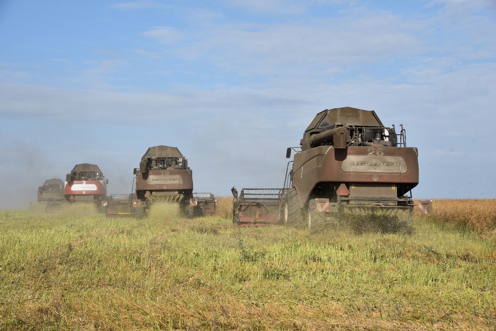 лотошино, сельское хозяйство, урожай 2024, рапс,
