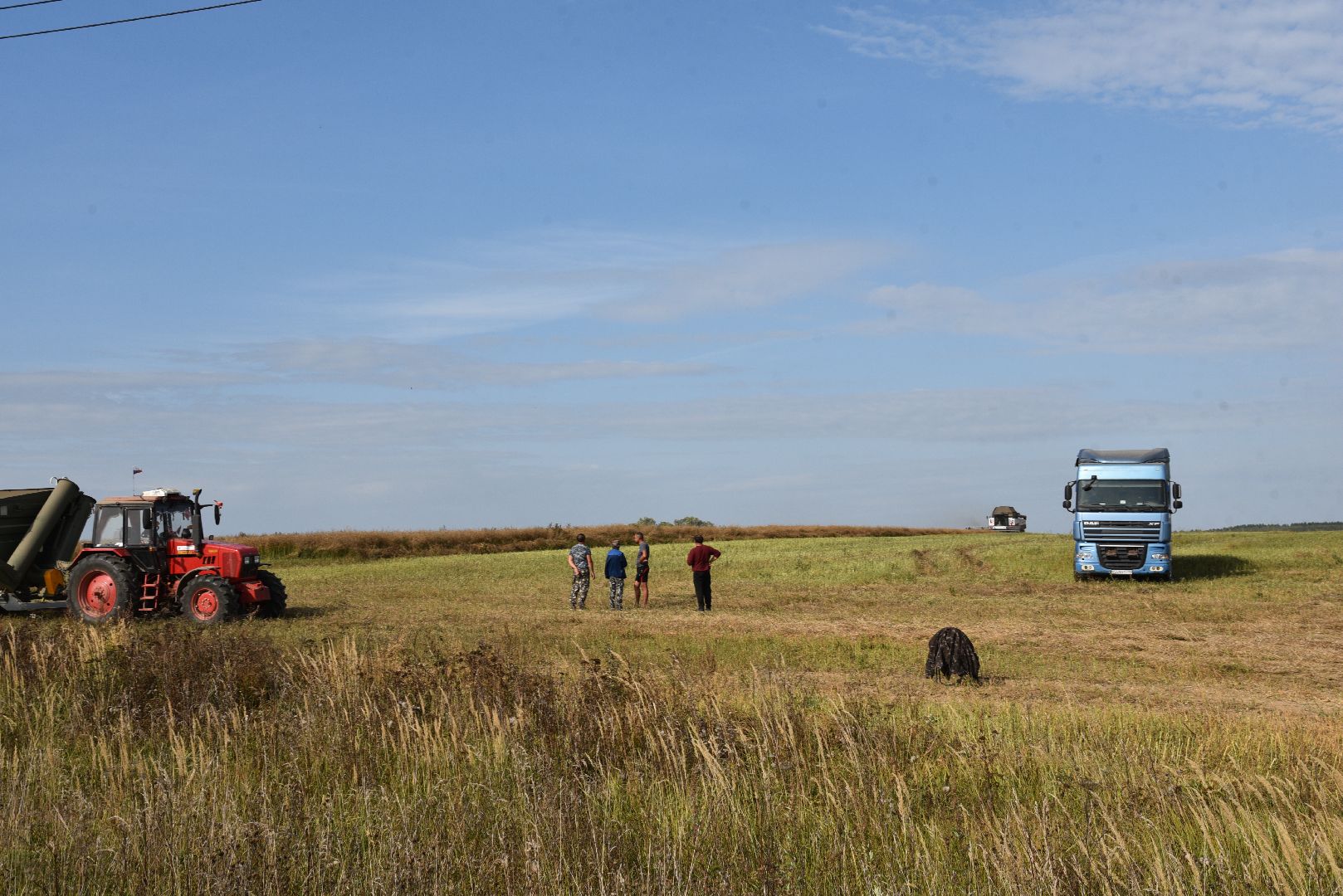 лотошино, сельское хозяйство, урожай 2024, рапс,