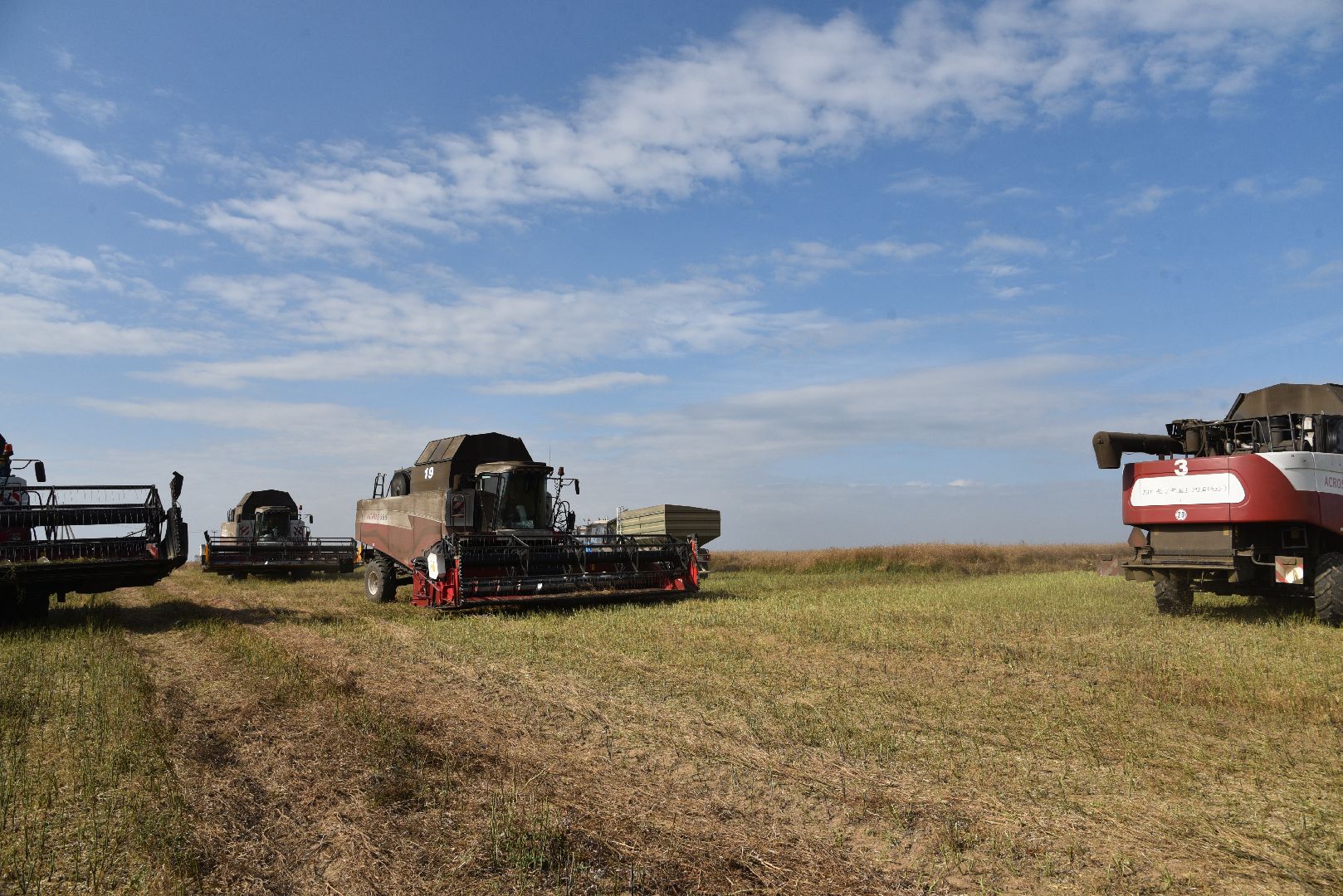 лотошино, сельское хозяйство, урожай 2024, рапс,
