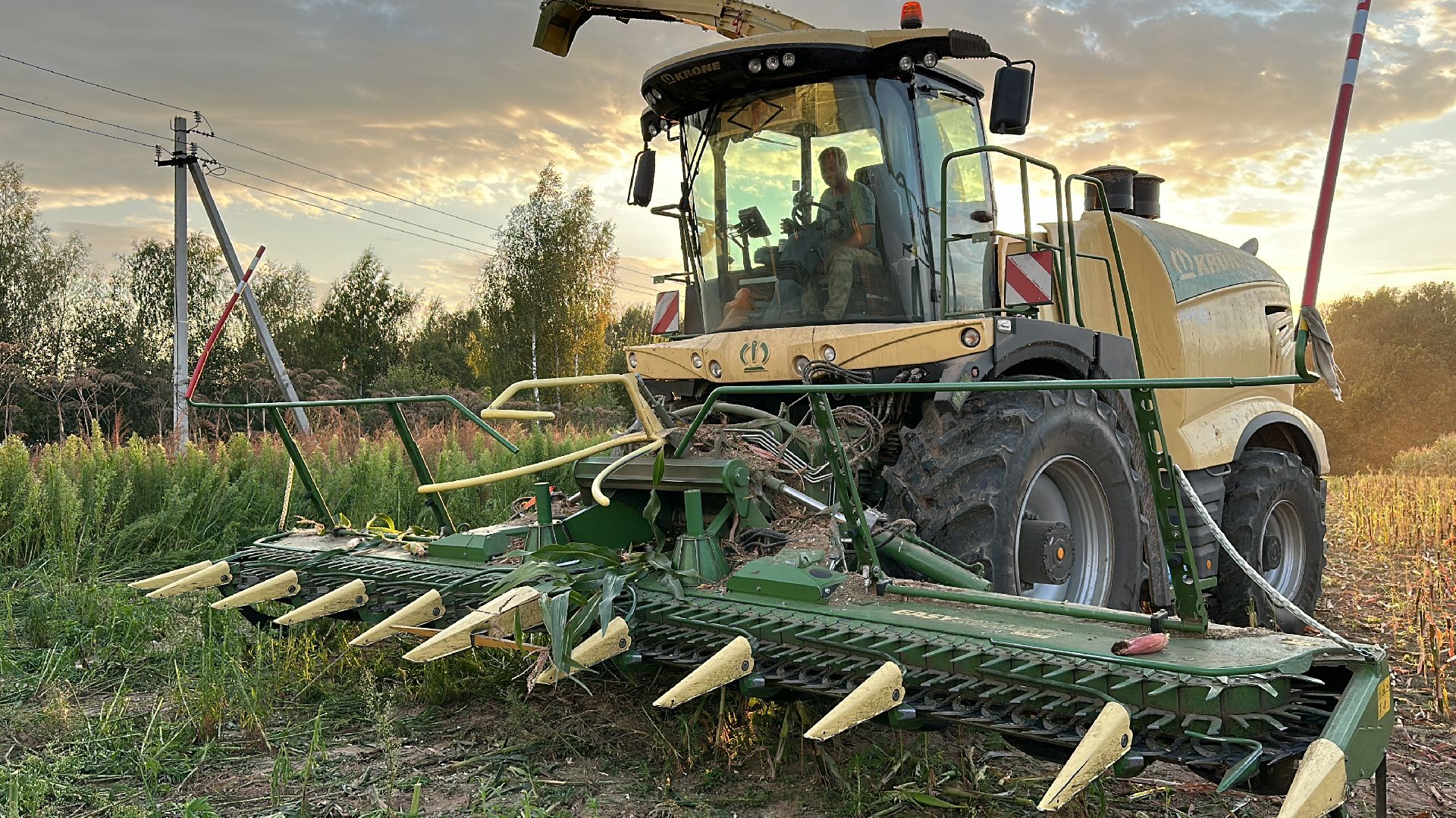Клин, общество, экономика, сельское хозяйство, коровы,