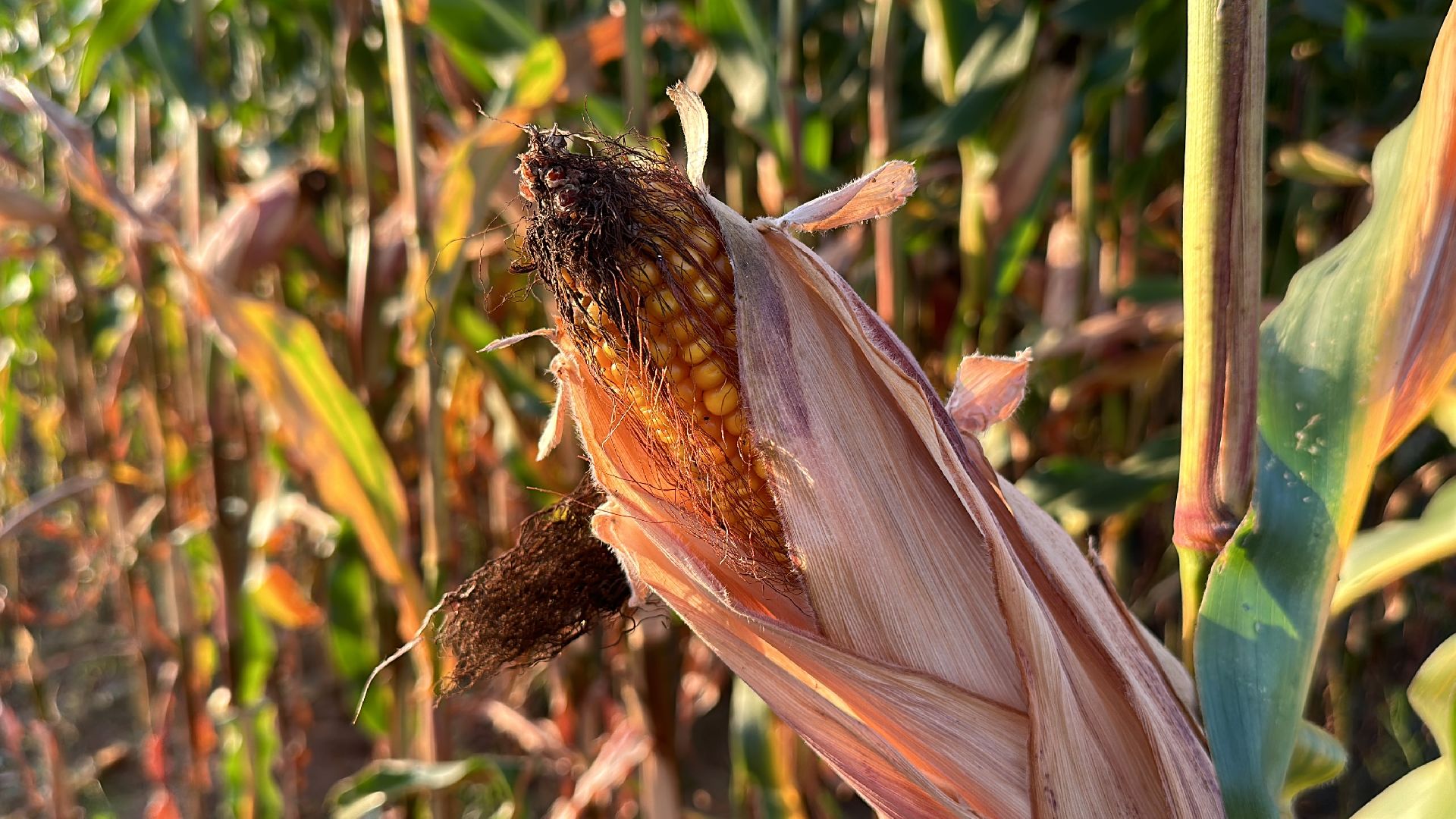 Клин, общество, экономика, сельское хозяйство, коровы,
