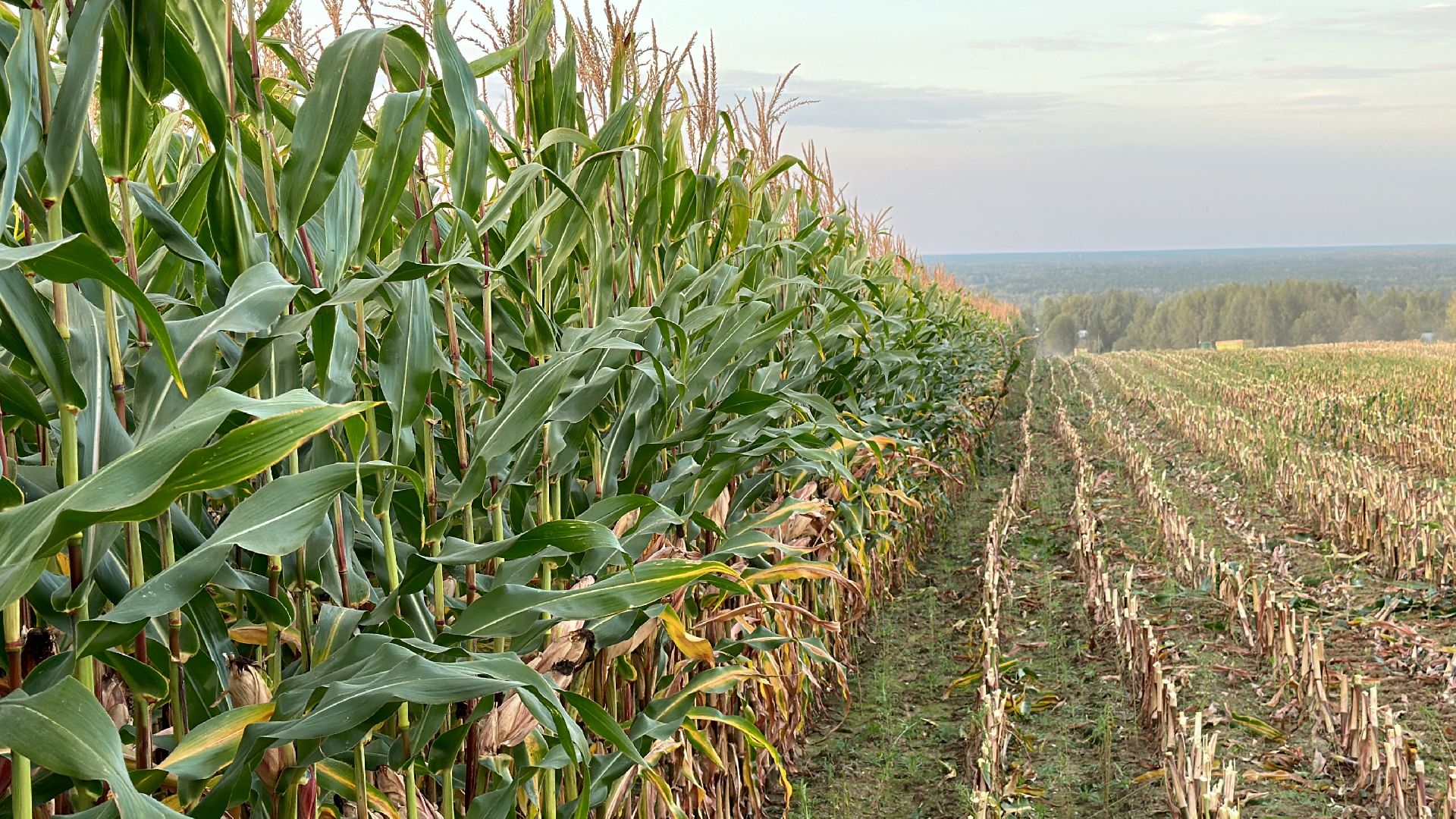 Клин, общество, экономика, сельское хозяйство, коровы,
