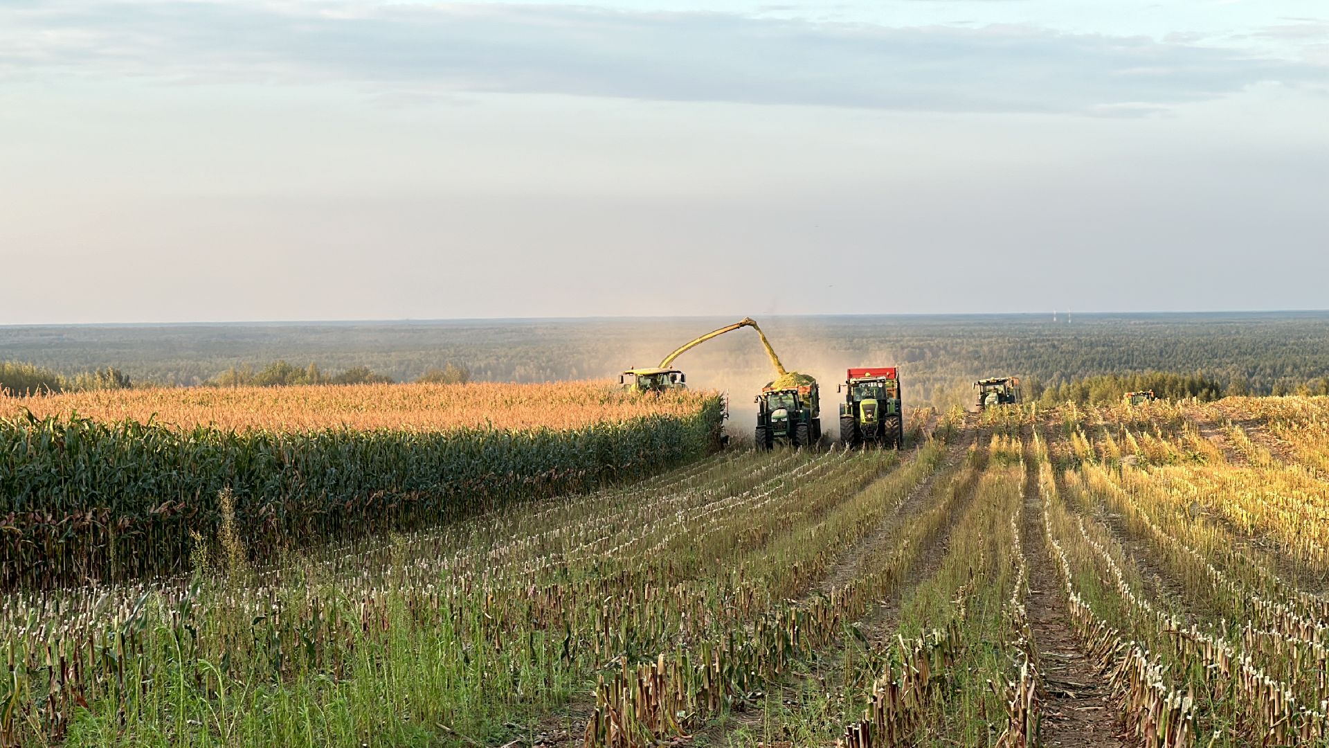 Клин, общество, экономика, сельское хозяйство, коровы,