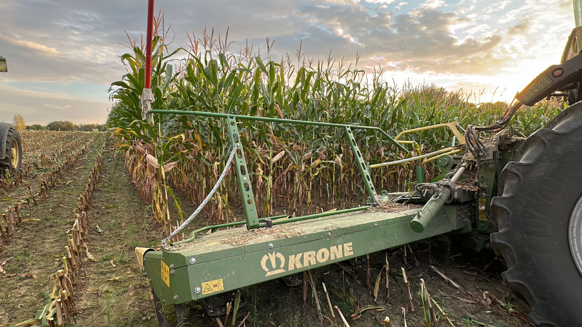 Клин, общество, экономика, сельское хозяйство, коровы,