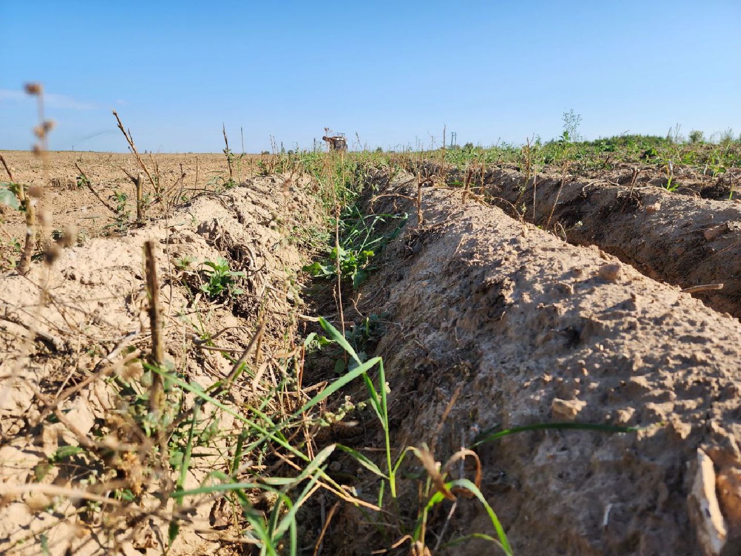 можайск, можайский городской округ, подмосковье, сельское хозяйство, крестьянско-фермерские хозяйства, Агропредприятия, сбор урожая, картофель, морковь, полевые работы, уборочная кампания,