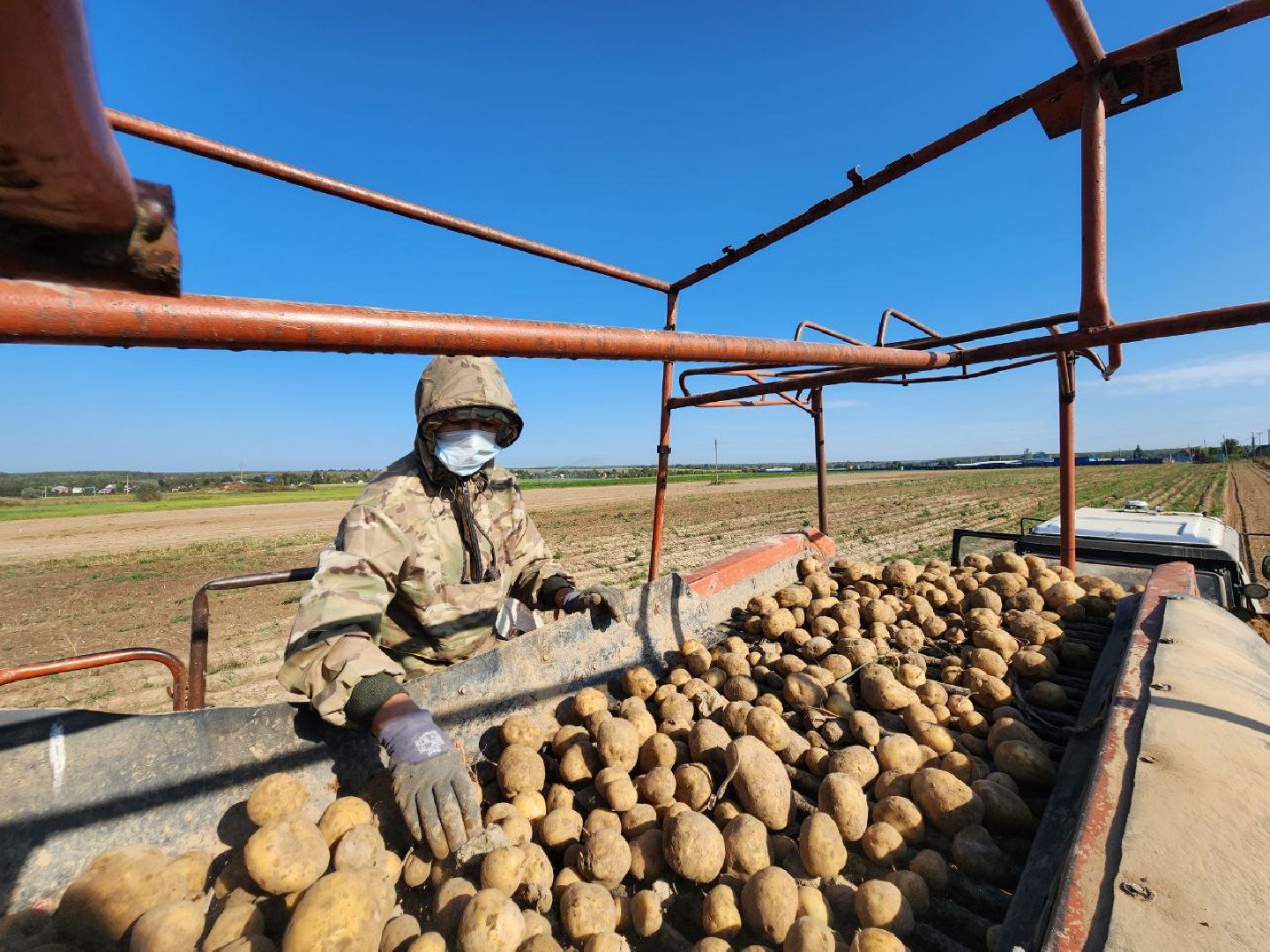 можайск, можайский городской округ, подмосковье, сельское хозяйство, крестьянско-фермерские хозяйства, Агропредприятия, сбор урожая, картофель, морковь, полевые работы, уборочная кампания,