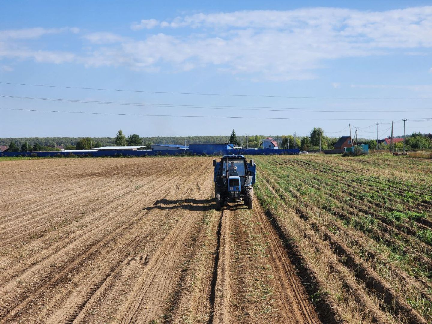 можайск, можайский городской округ, подмосковье, сельское хозяйство, крестьянско-фермерские хозяйства, Агропредприятия, сбор урожая, картофель, морковь, полевые работы, уборочная кампания,
