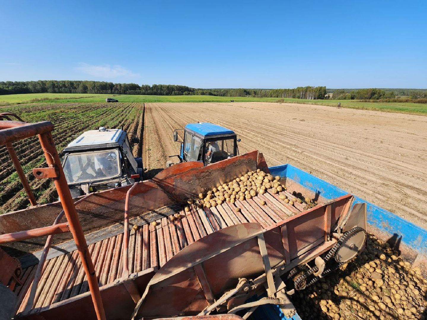 можайск, можайский городской округ, подмосковье, сельское хозяйство, крестьянско-фермерские хозяйства, Агропредприятия, сбор урожая, картофель, морковь, полевые работы, уборочная кампания,