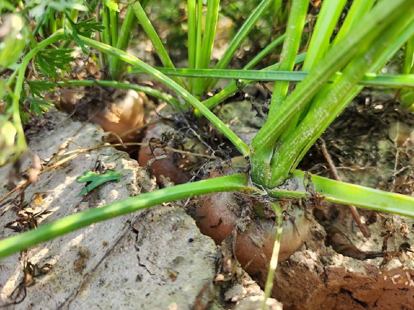 можайск, можайский городской округ, подмосковье, сельское хозяйство, крестьянско-фермерские хозяйства, Агропредприятия, сбор урожая, картофель, морковь, полевые работы, уборочная кампания,