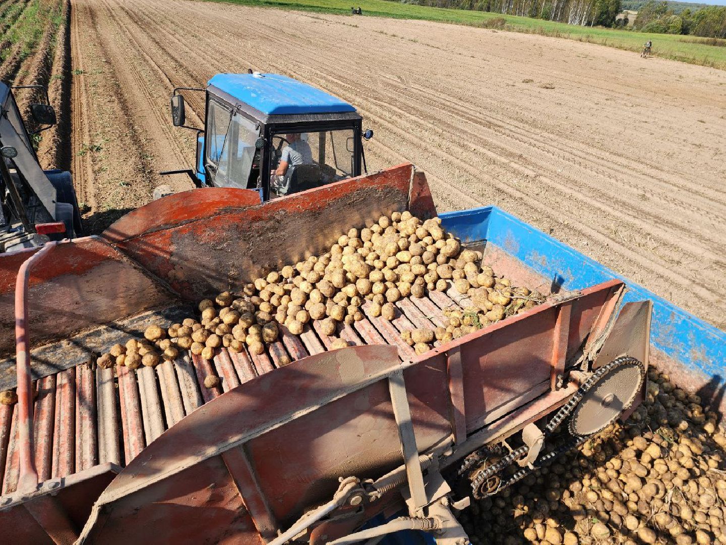 можайск, можайский городской округ, подмосковье, сельское хозяйство, крестьянско-фермерские хозяйства, Агропредприятия, сбор урожая, картофель, морковь, полевые работы, уборочная кампания,