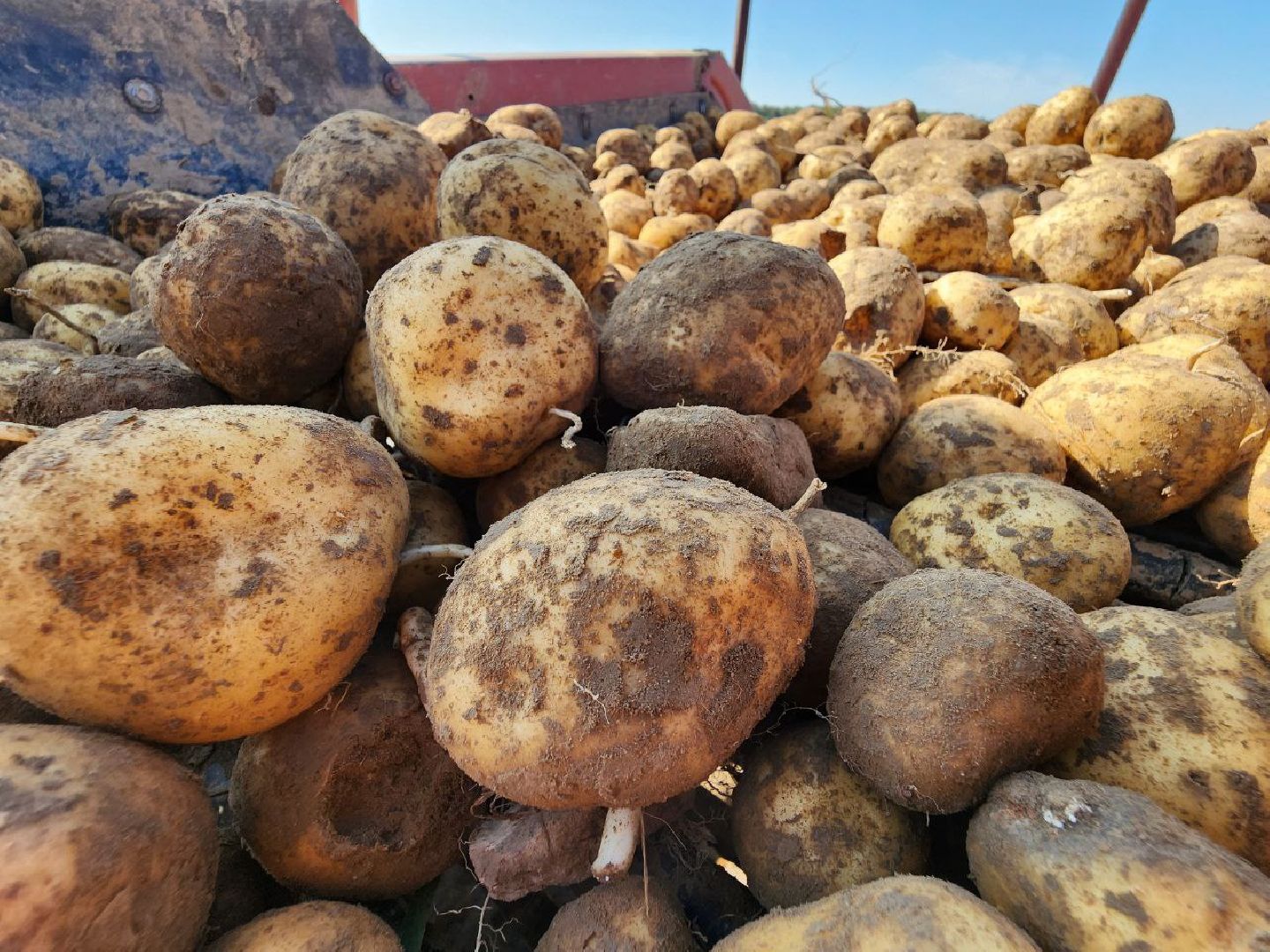 можайск, можайский городской округ, подмосковье, сельское хозяйство, крестьянско-фермерские хозяйства, Агропредприятия, сбор урожая, картофель, морковь, полевые работы, уборочная кампания,