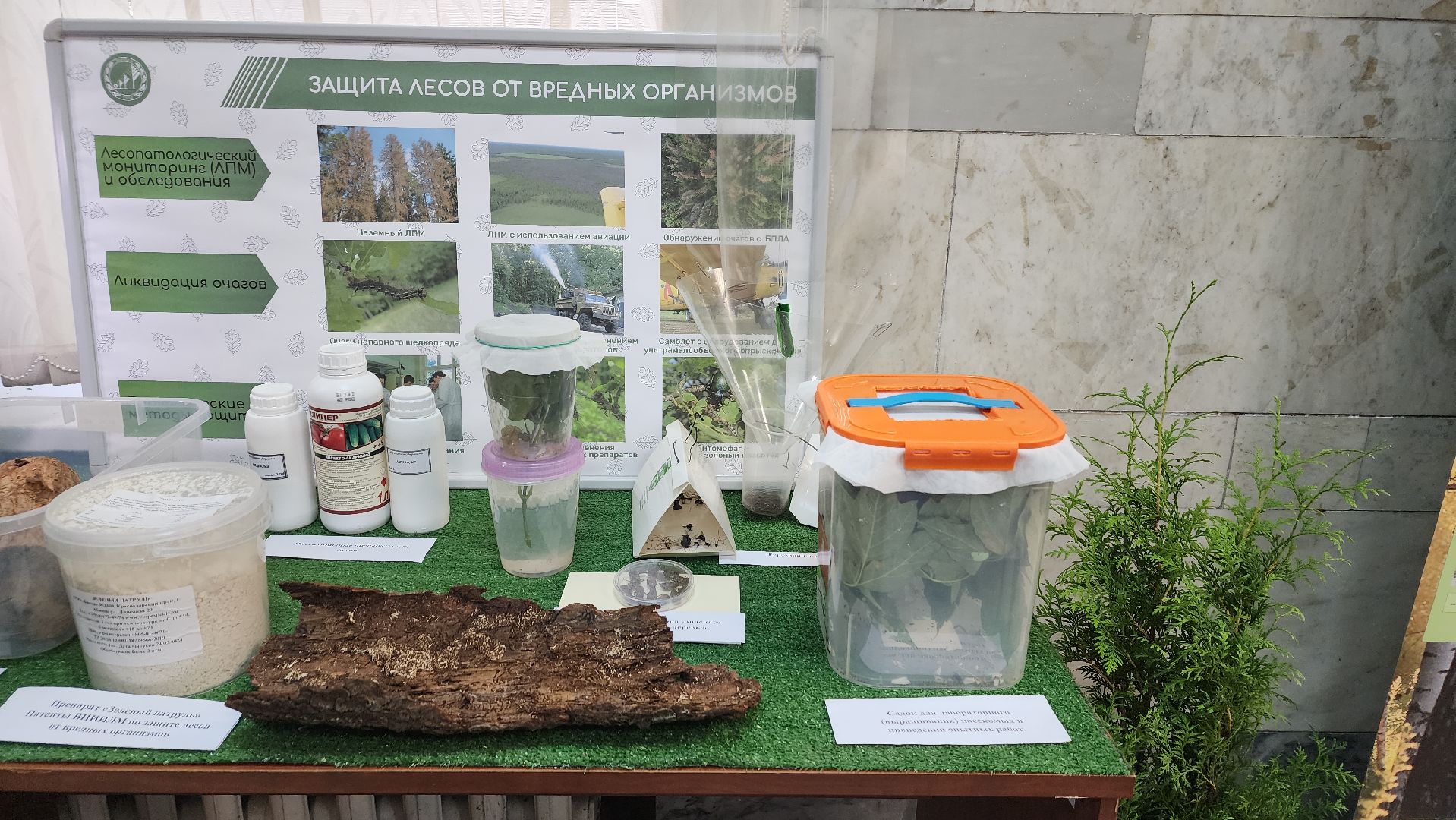 пушкино, лесное хозяйство, институт, юбилейная медаль, леса, беспилотные авиационные системы, лесовосстановление, лесопитомник,