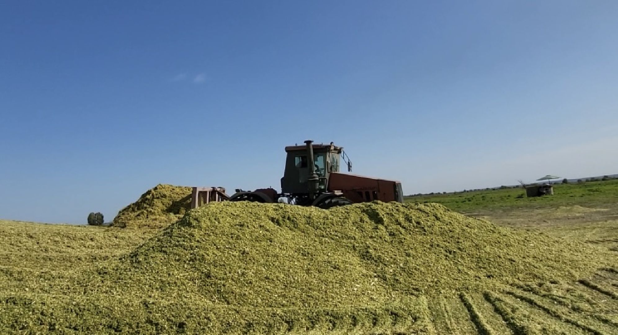луховицы, уборочная кампания, сельское хозяйство, уборка кукурузы,