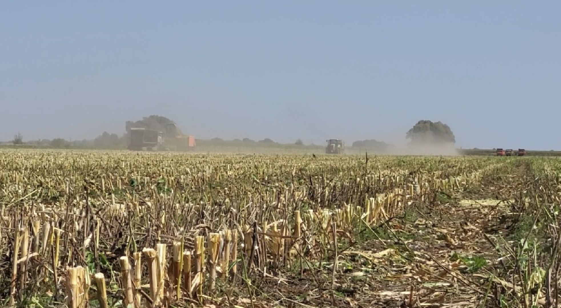 луховицы, уборочная кампания, сельское хозяйство, уборка кукурузы,