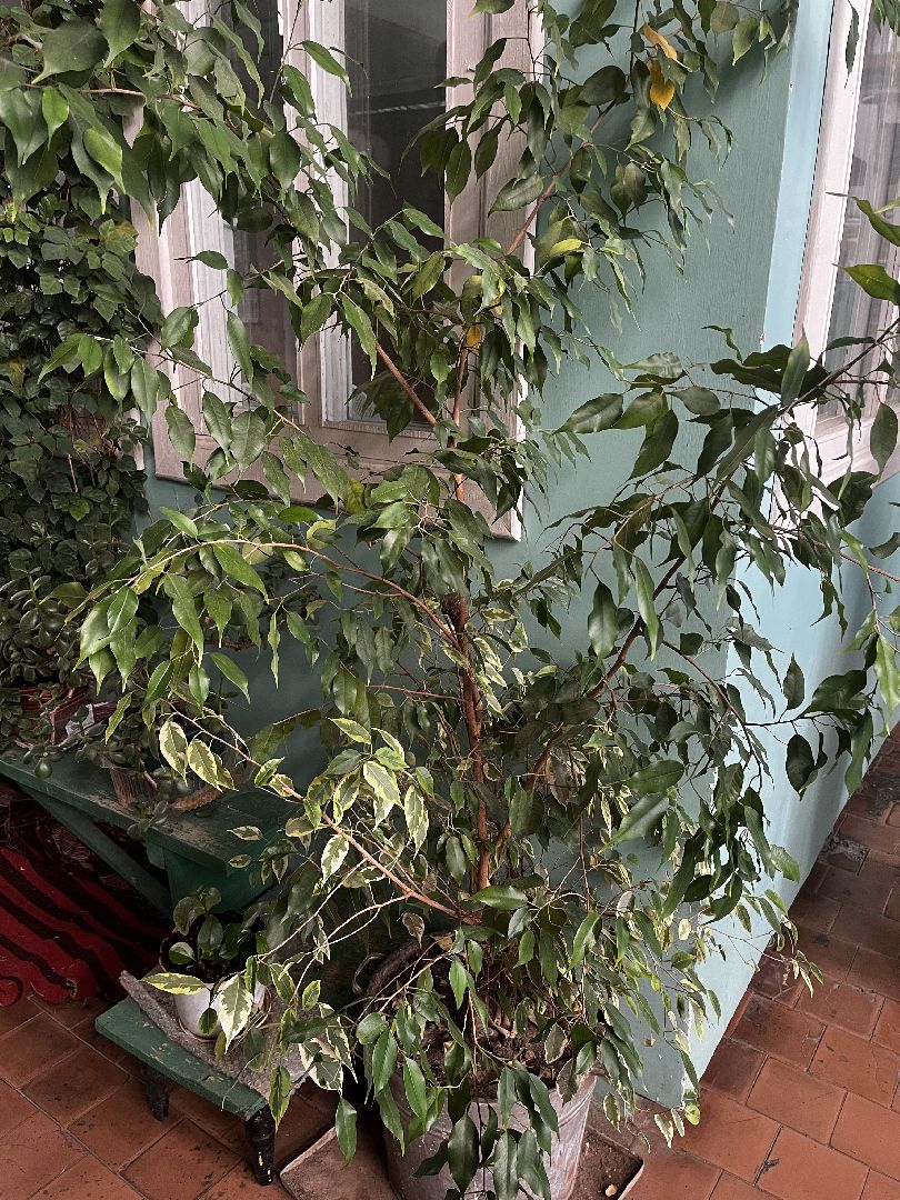 волоколамск,