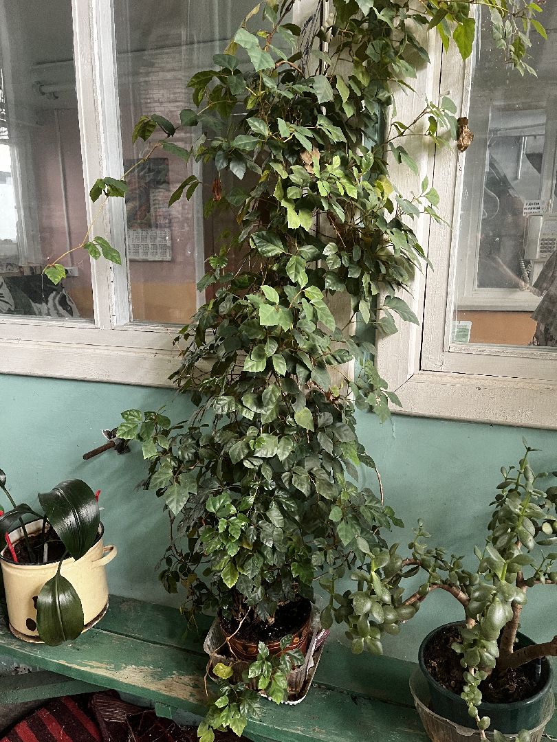 волоколамск,