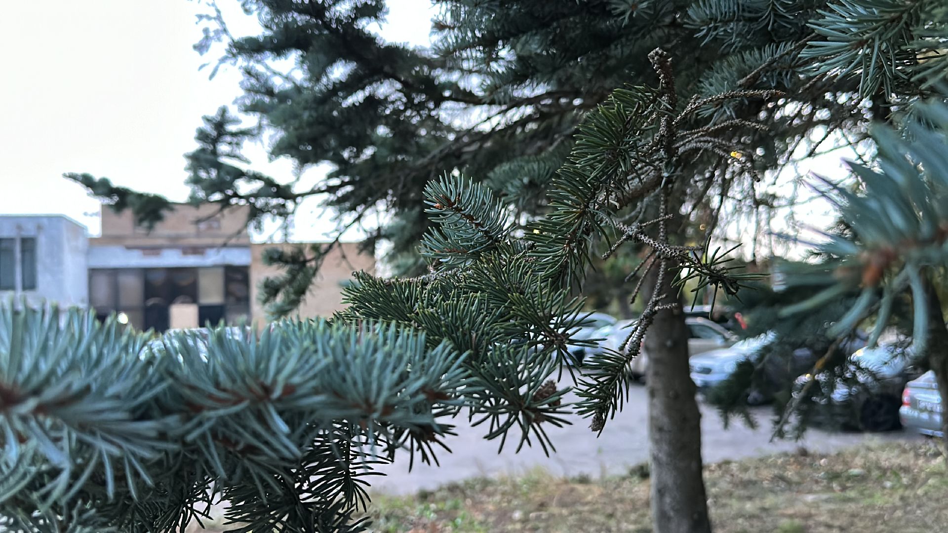 Клин, общество, люди, опиловка деревьев, выездная администрация,