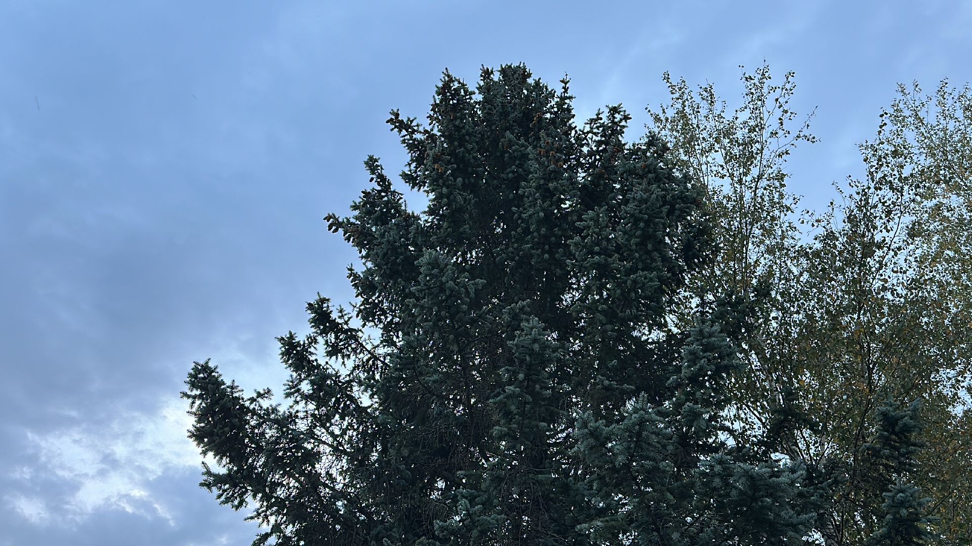 Клин, общество, люди, опиловка деревьев, выездная администрация,