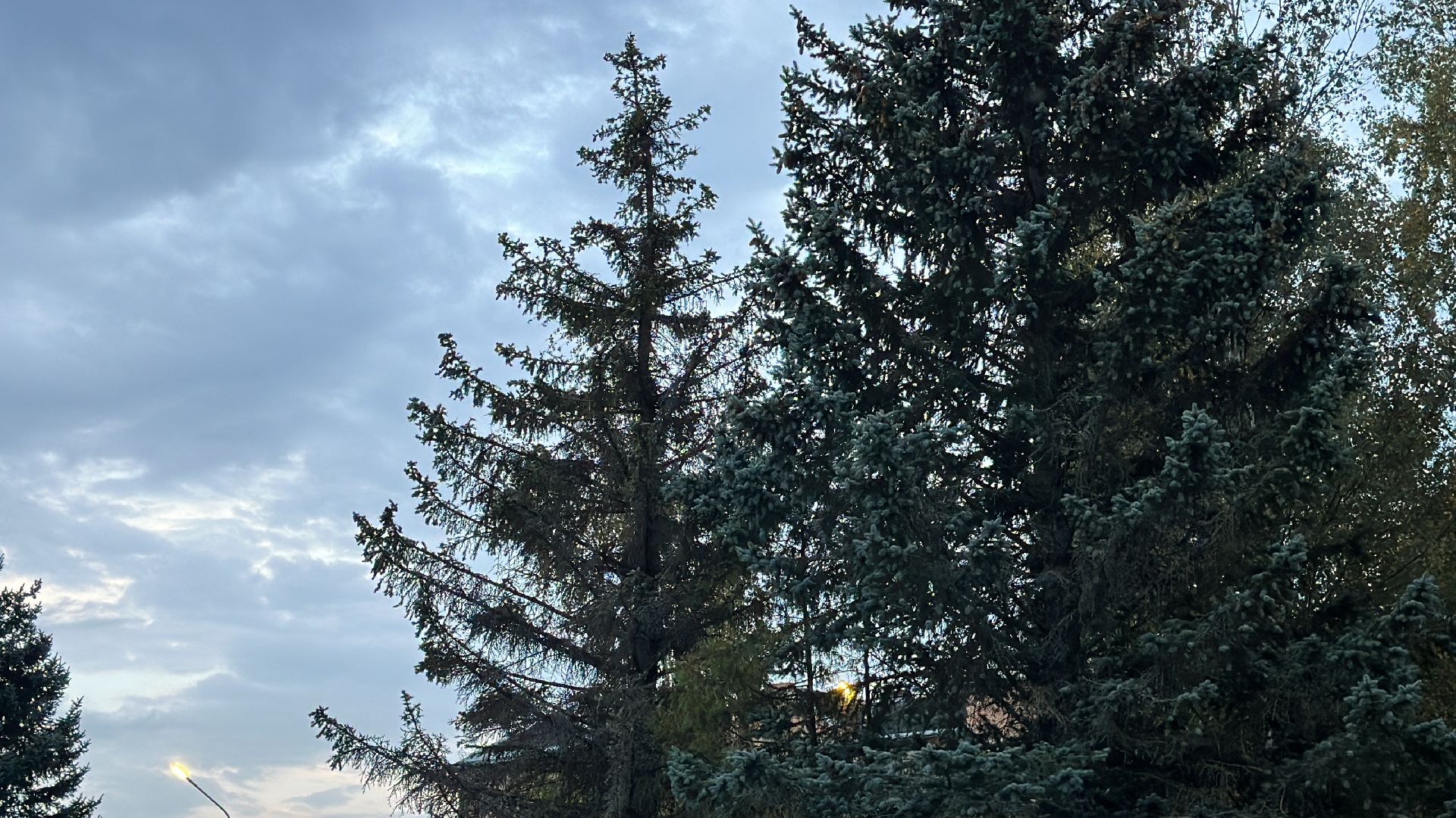 Клин, общество, люди, опиловка деревьев, выездная администрация,