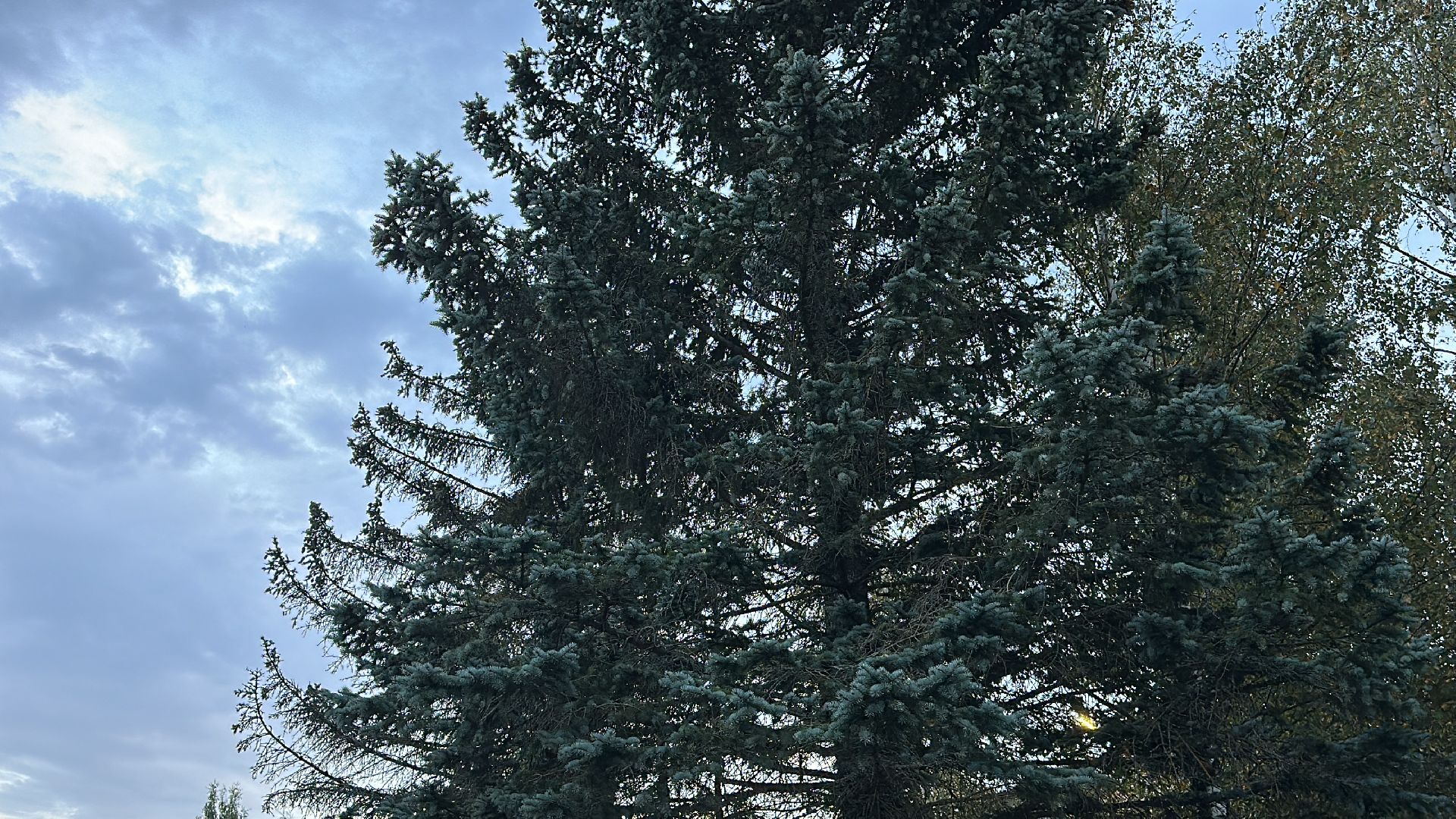 Клин, общество, люди, опиловка деревьев, выездная администрация,