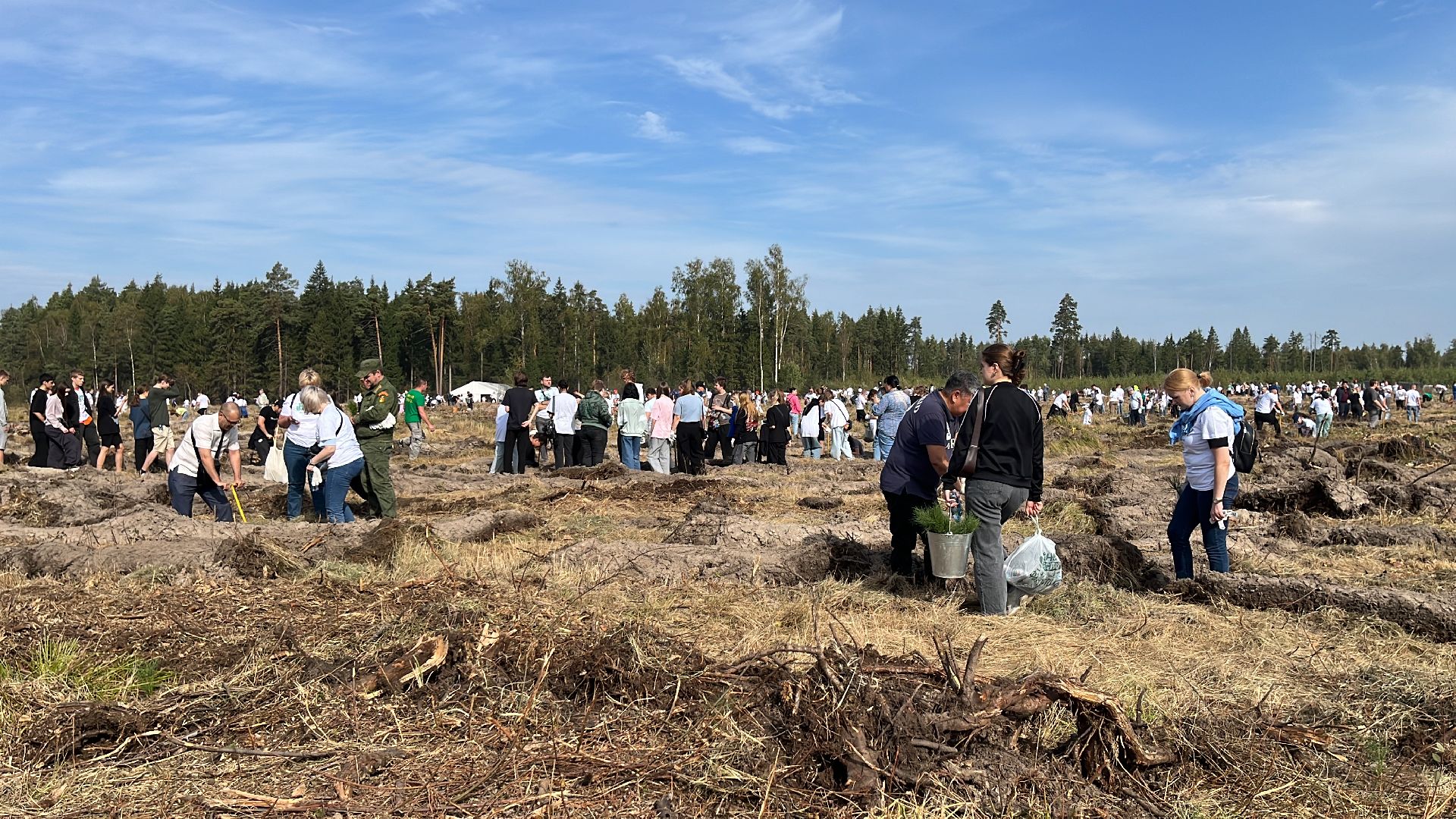 лес, день в лесу, эко, экоакция, экологическая акция, посадка деревьев,