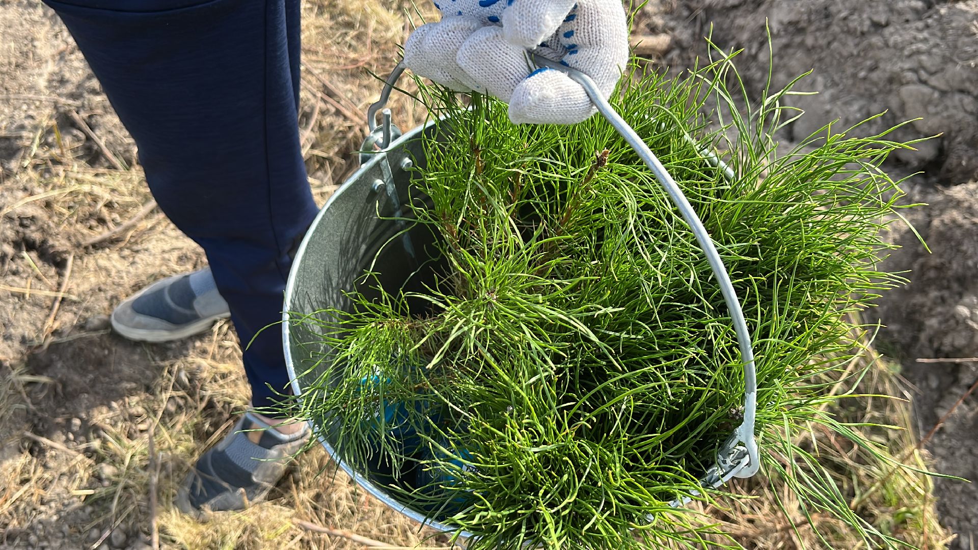 лес, день в лесу, эко, экоакция, экологическая акция, посадка деревьев,