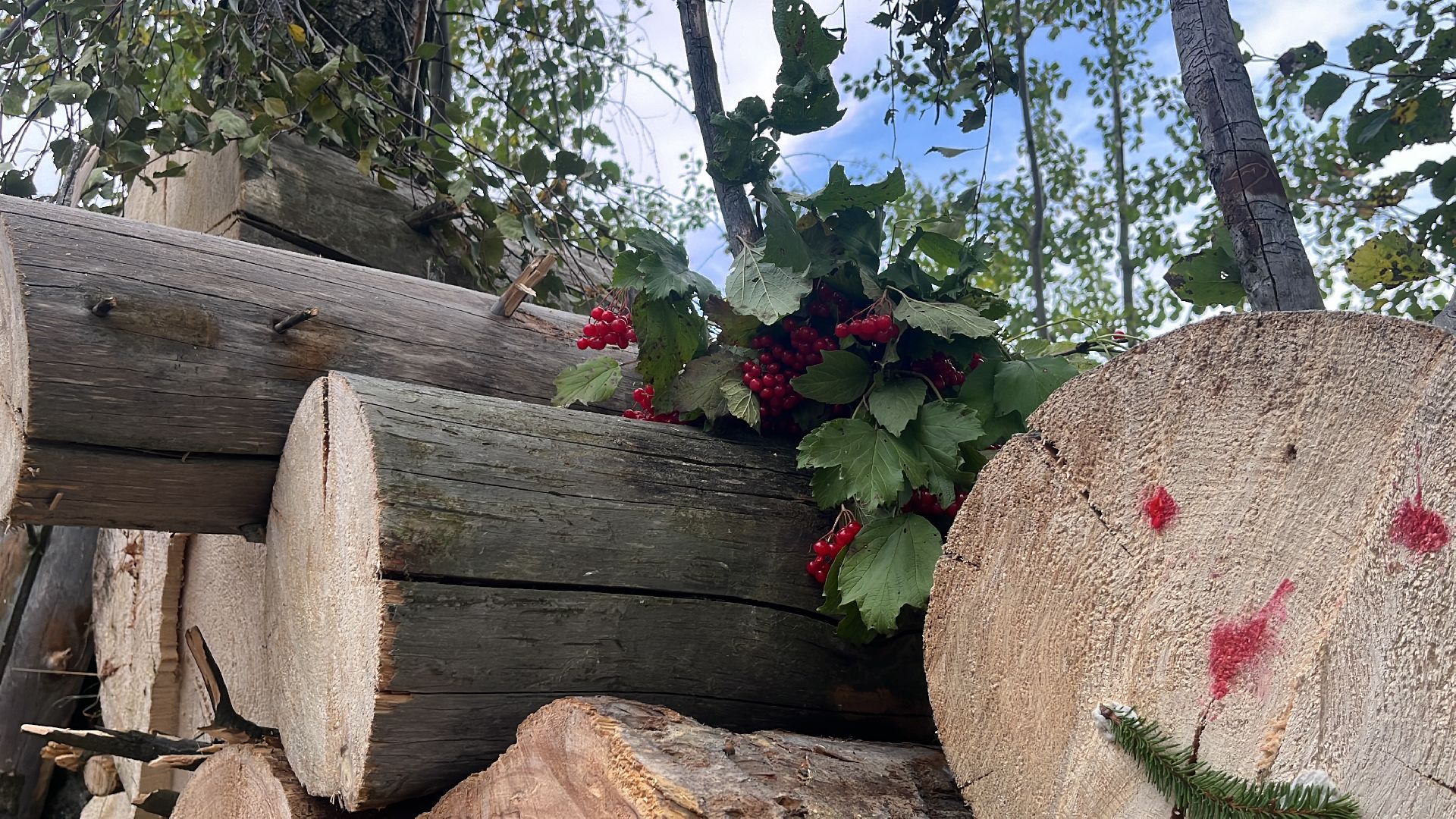 лес, день в лесу, эко, экоакция, экологическая акция, посадка деревьев,