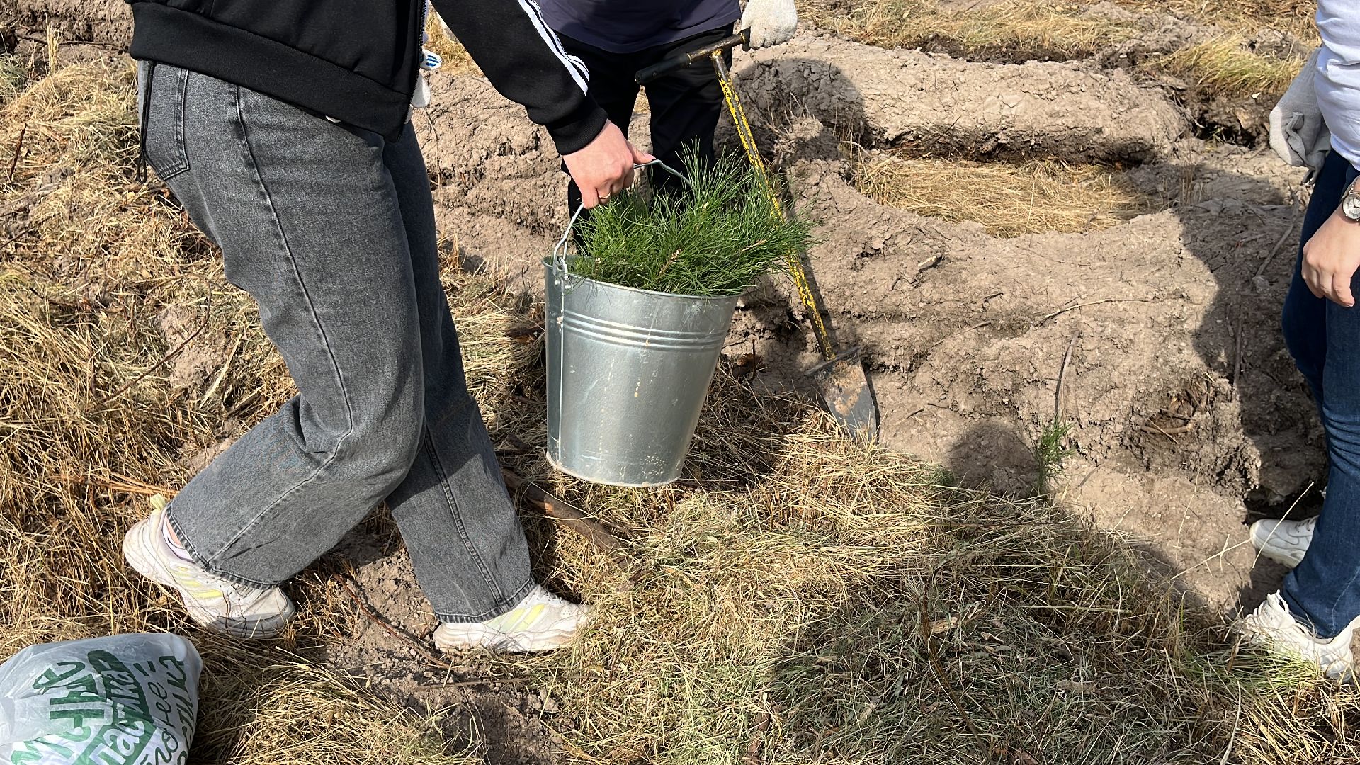 лес, день в лесу, эко, экоакция, экологическая акция, посадка деревьев,