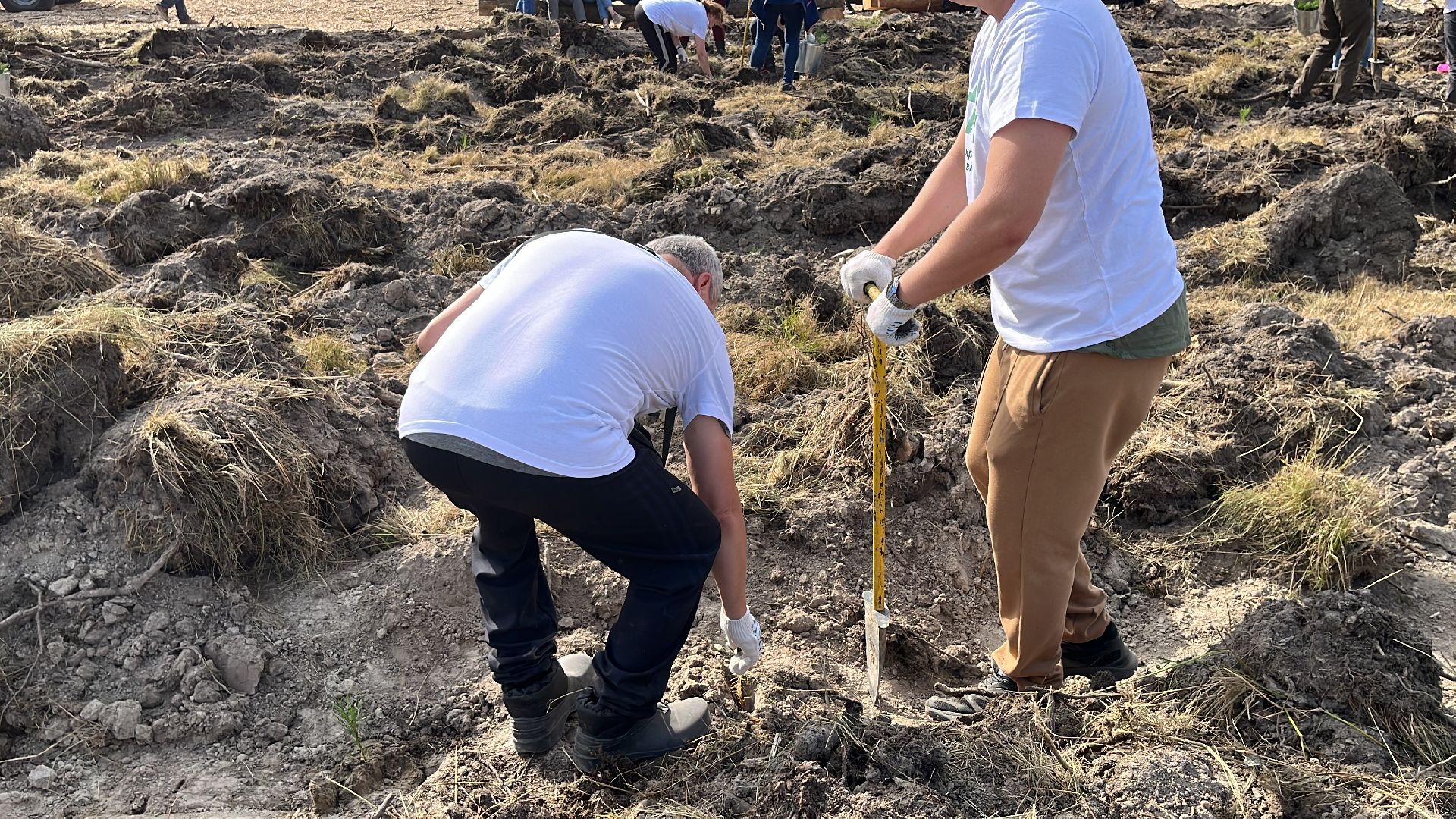 лес, день в лесу, эко, экоакция, экологическая акция, посадка деревьев,