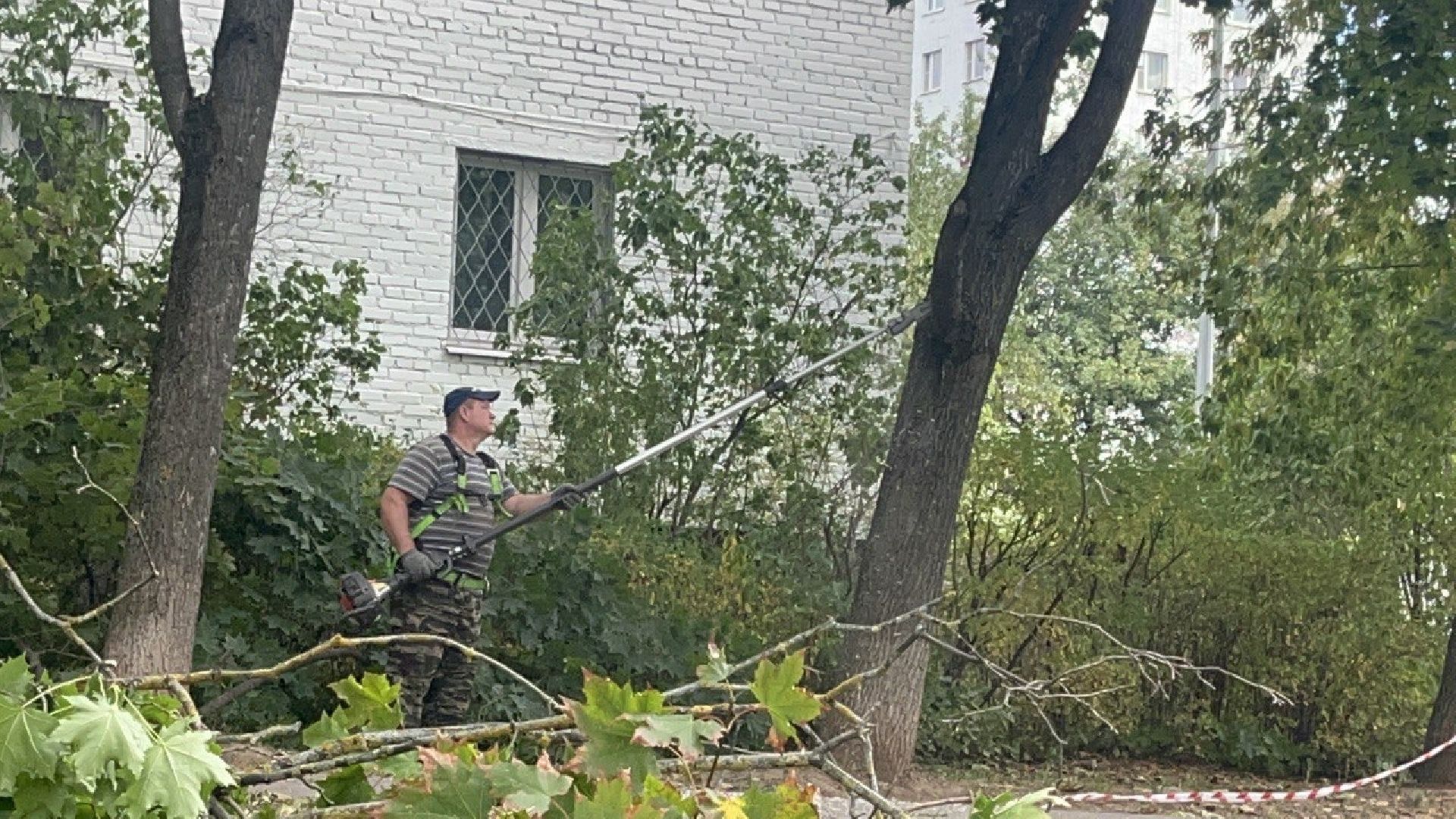 Благоустройство, Спиливание веток, улучшение условий,