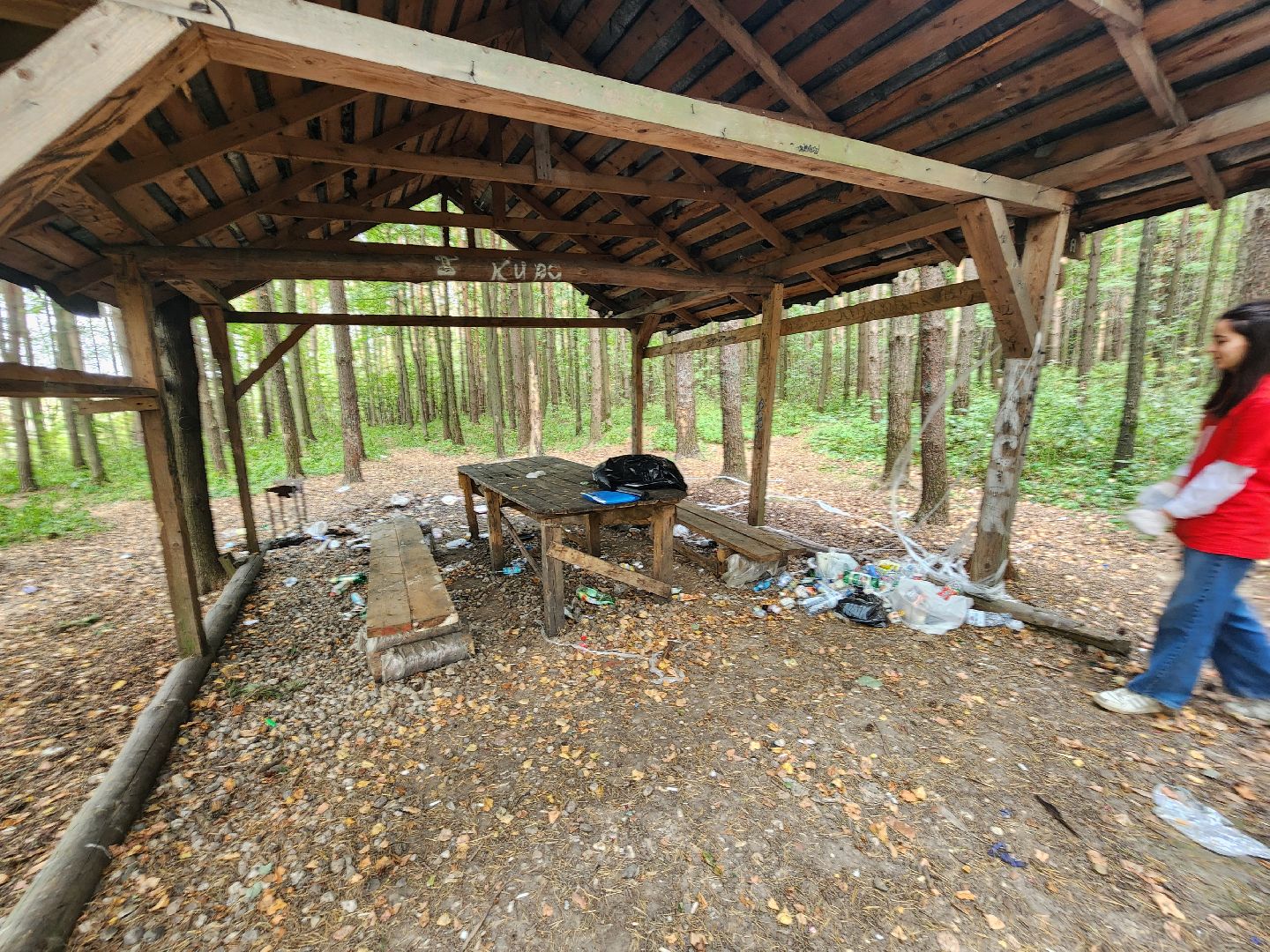 волоколамск, день в лесу, мособллес, экология,