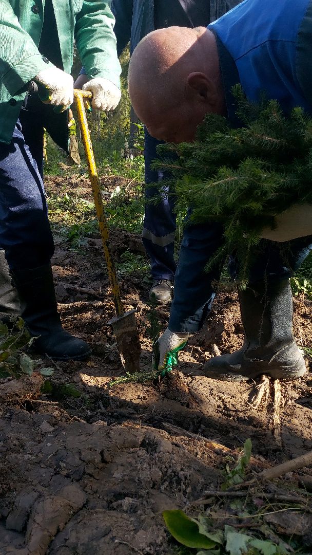 экоактивисты, лесничество, акция, день в лесу,