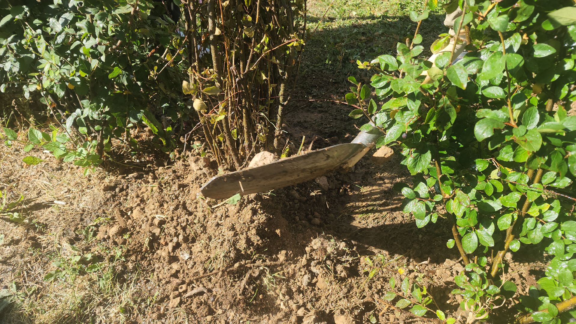 Реутов, День в лесу, посади свое дерево, высадка деревьев, кустарники, кизильник, ели, сосны, деревья,