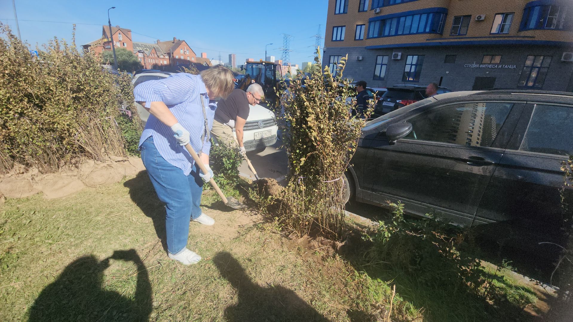 Реутов, День в лесу, посади свое дерево, высадка деревьев, кустарники, кизильник, ели, сосны, деревья,
