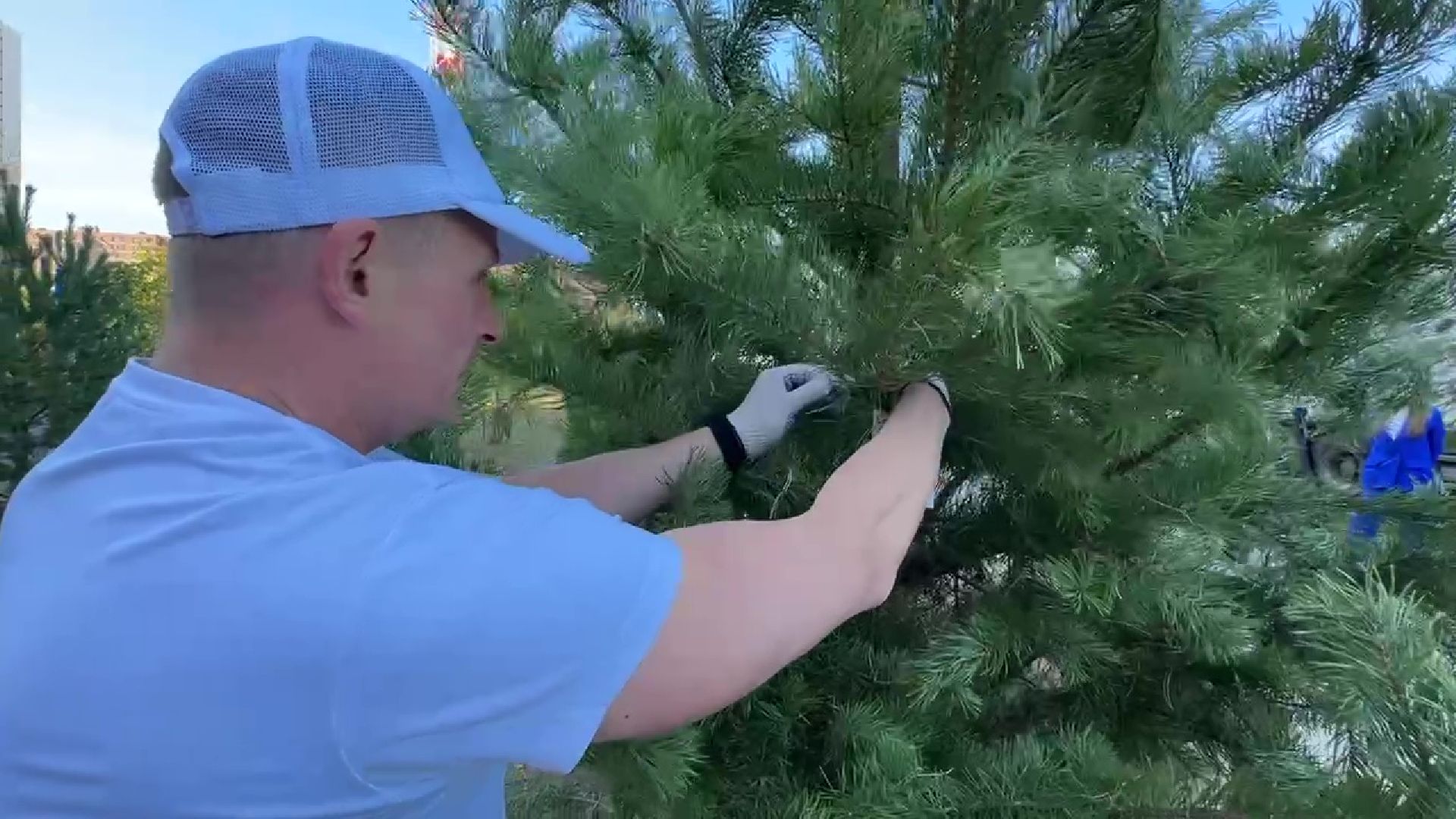 Реутов, День в лесу, посади свое дерево, высадка деревьев, кустарники, кизильник, ели, сосны, деревья,