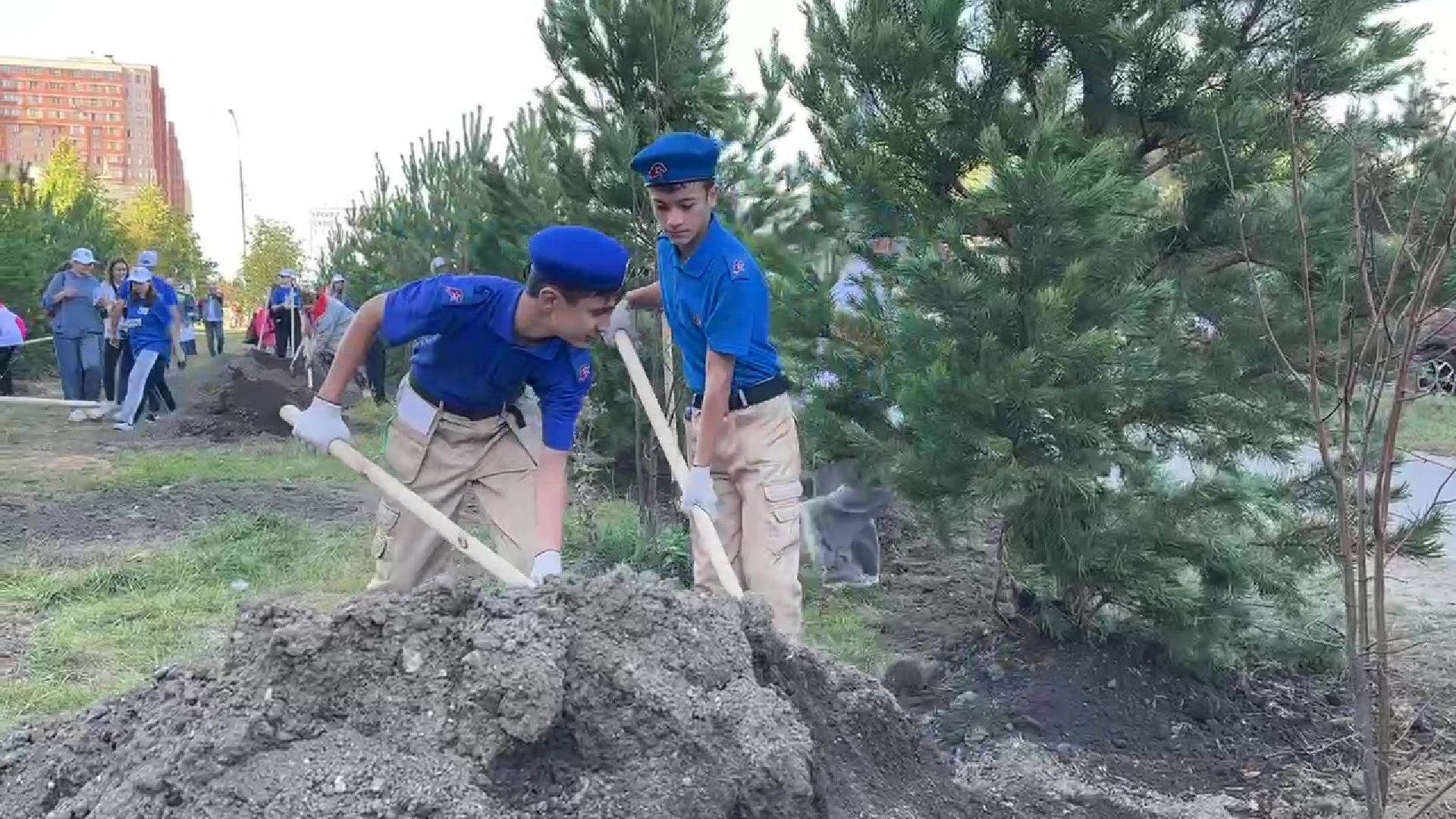 Реутов, День в лесу, посади свое дерево, высадка деревьев, кустарники, кизильник, ели, сосны, деревья,