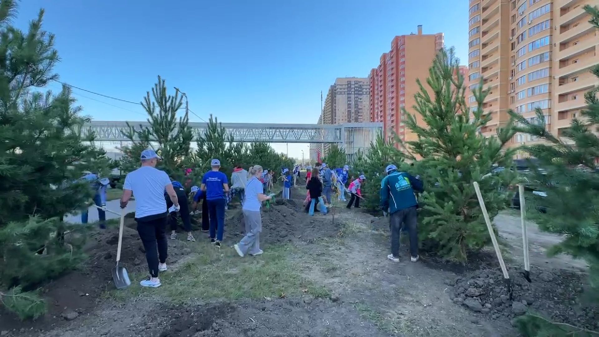 Реутов, День в лесу, посади свое дерево, высадка деревьев, кустарники, кизильник, ели, сосны, деревья,