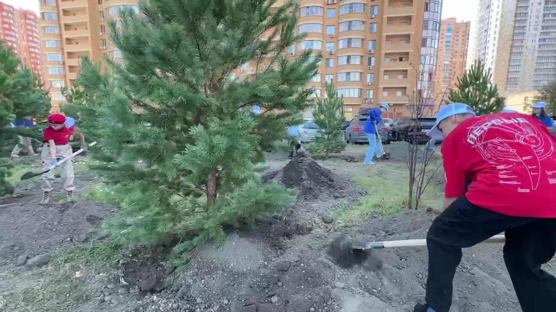 Реутов, День в лесу, посади свое дерево, высадка деревьев, кустарники, кизильник, ели, сосны, деревья,