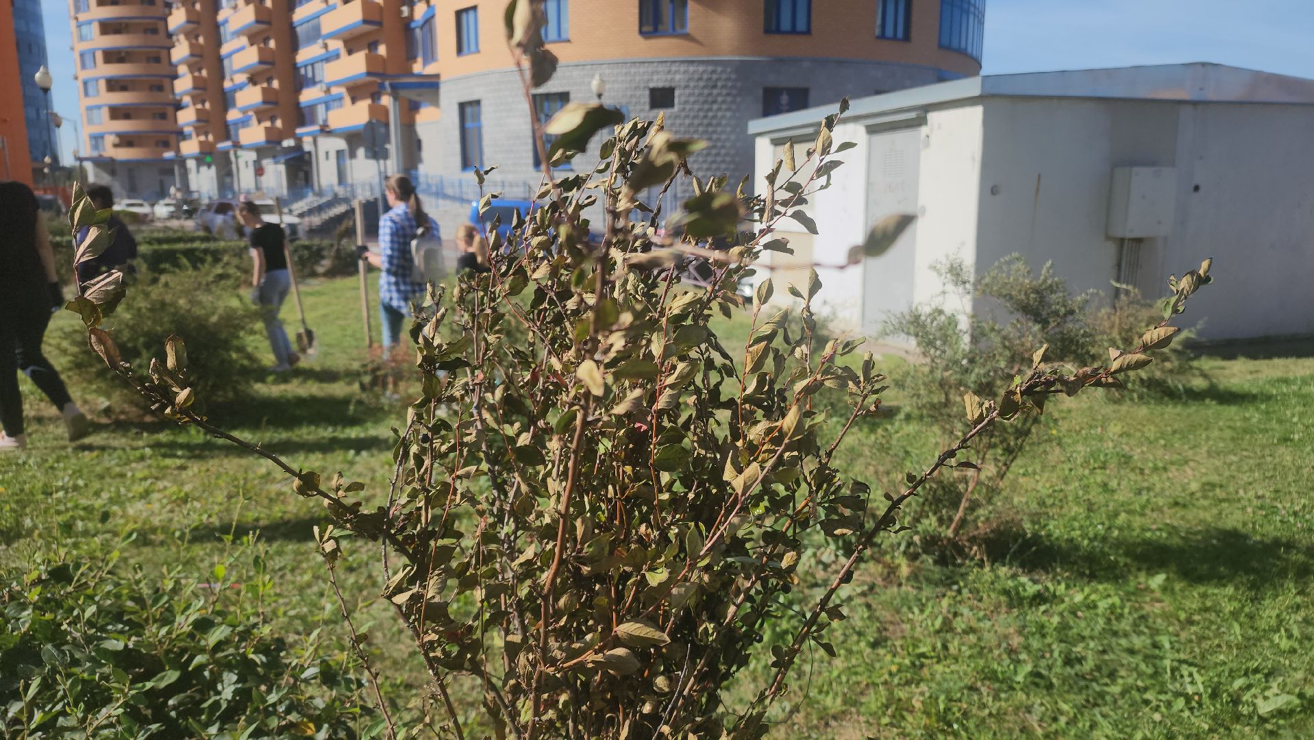Реутов, День в лесу, посади свое дерево, высадка деревьев, кустарники, кизильник, ели, сосны, деревья,