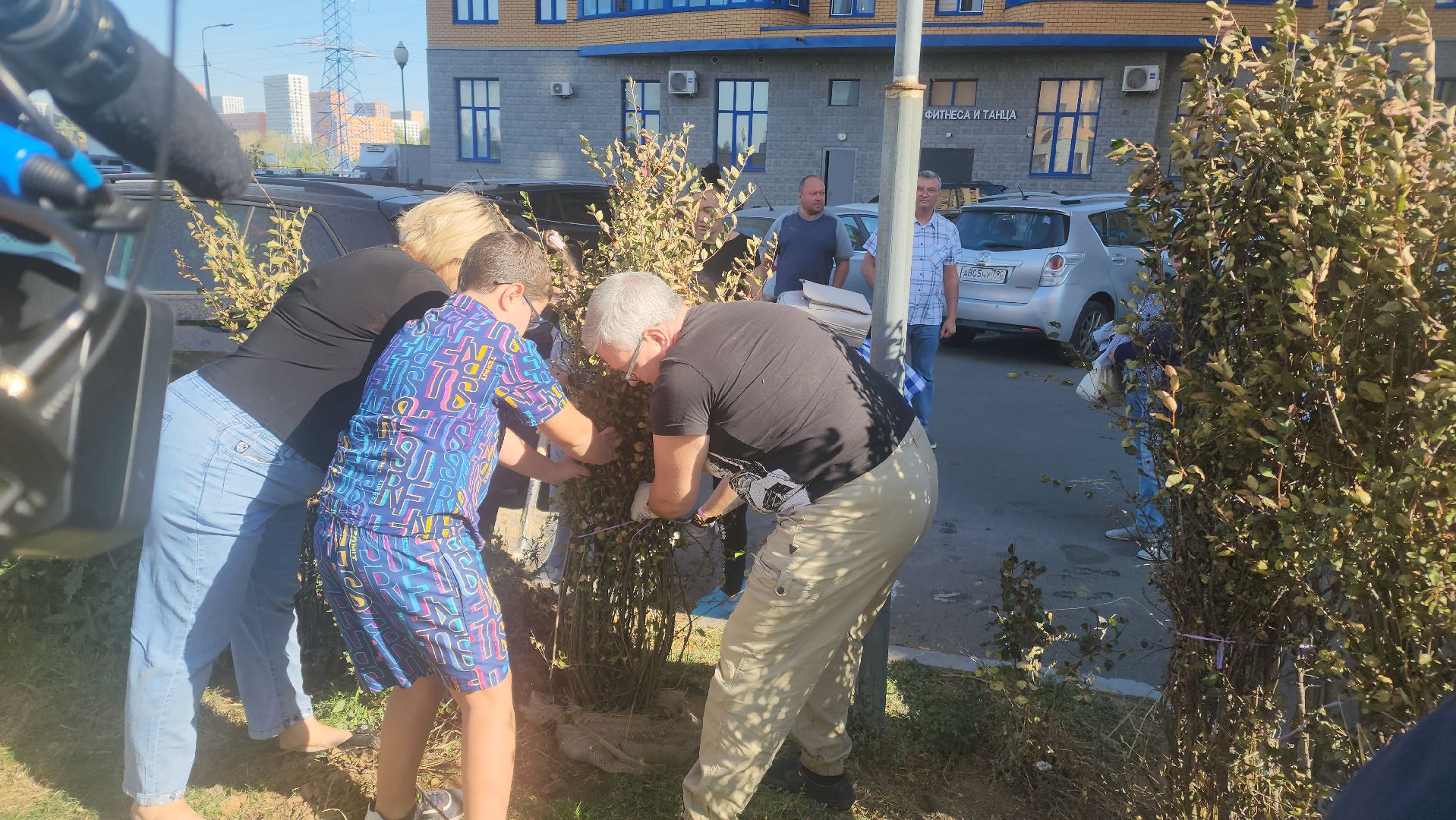 Реутов, День в лесу, посади свое дерево, высадка деревьев, кустарники, кизильник, ели, сосны, деревья,