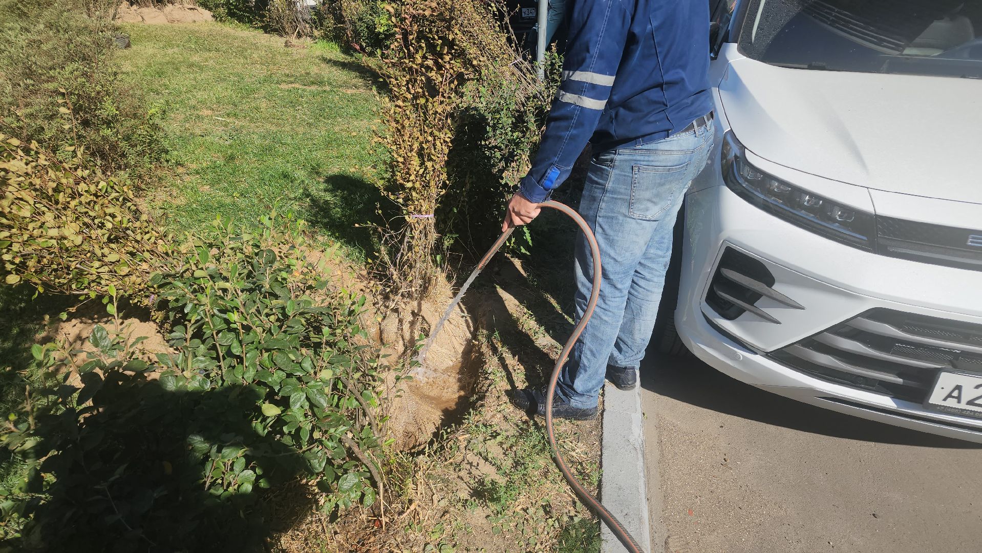 Реутов, День в лесу, посади свое дерево, высадка деревьев, кустарники, кизильник, ели, сосны, деревья,