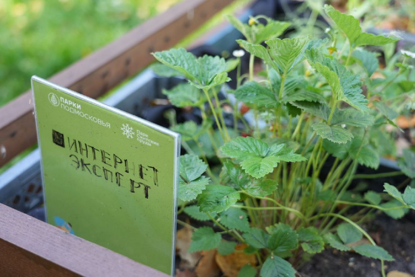 Парки Подмосковье, Парки МО, Скитские пруды, Сергиев Посад, Общественный огород,