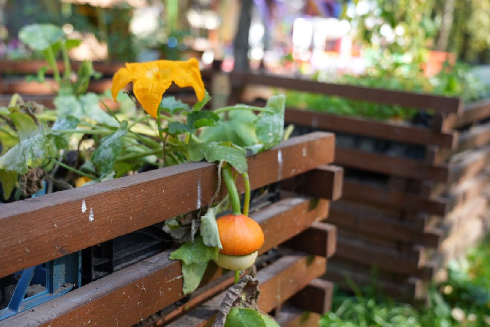 Парки Подмосковье, Парки МО, Скитские пруды, Сергиев Посад, Общественный огород,