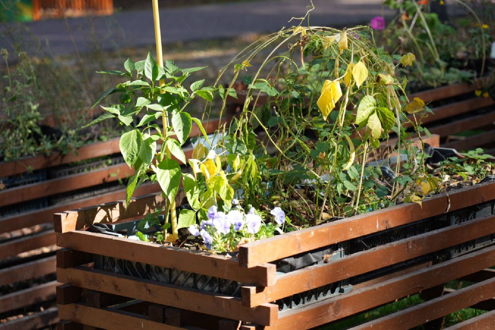 Парки Подмосковье, Парки МО, Скитские пруды, Сергиев Посад, Общественный огород,