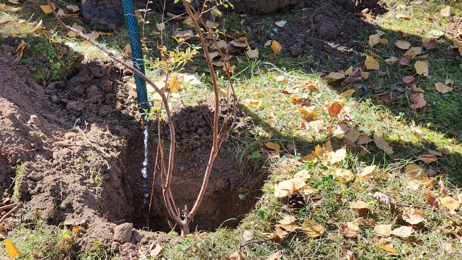 сохраним лес, экология, экологическая акция, протвино, мирабель,